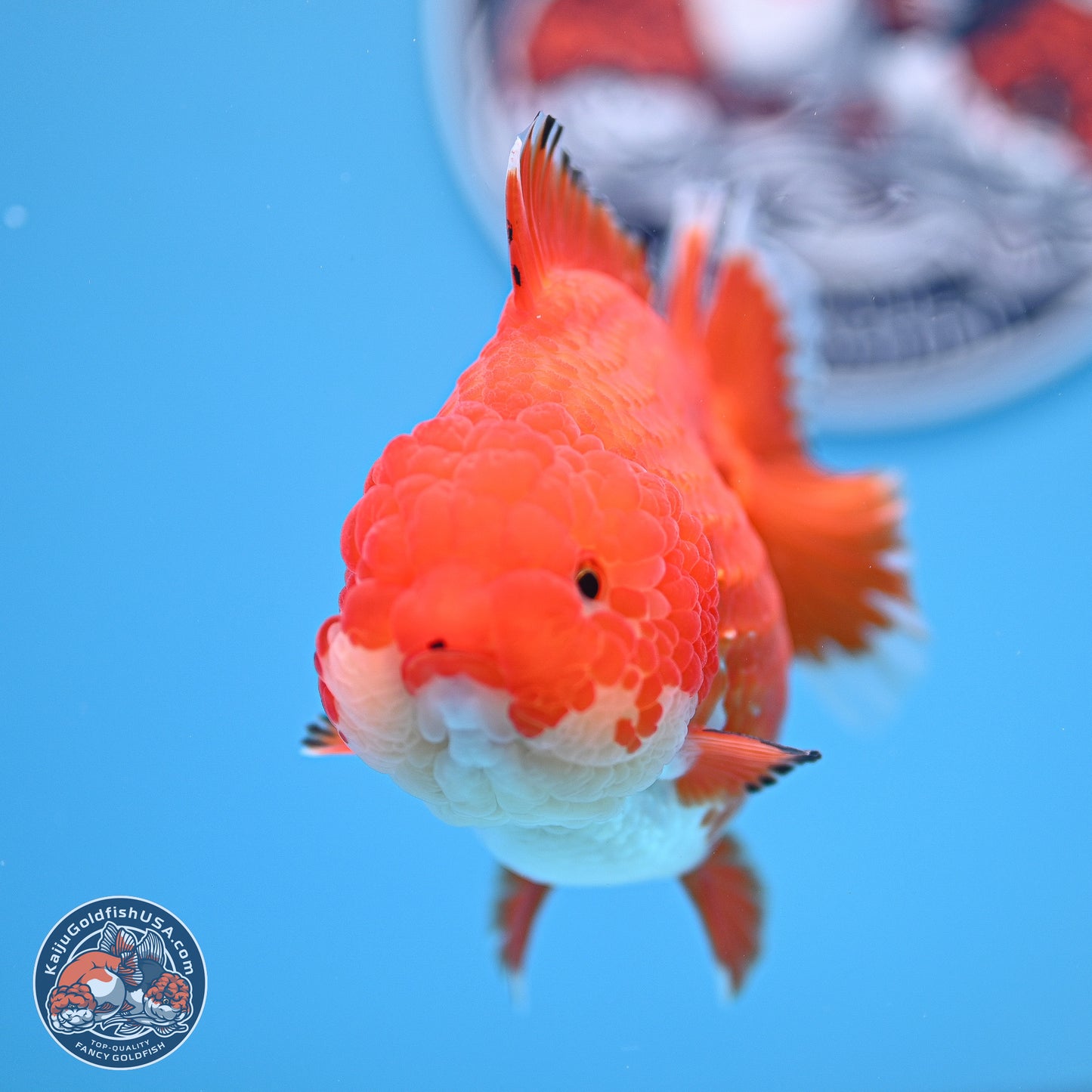 Red White YuanBao Oranda 4 inches Body - Female (250207_OR23)