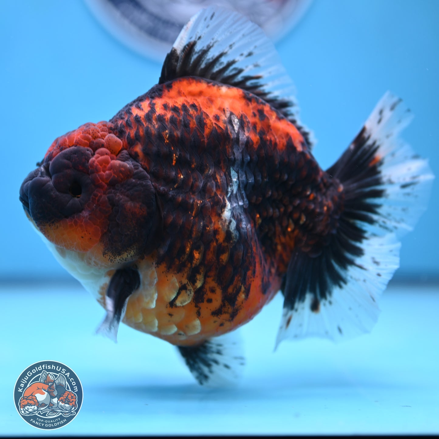 Jumbo Shogun Godzilla Oranda 5 inches Body - Female (241122_OR23) - Kaiju Goldfish USA