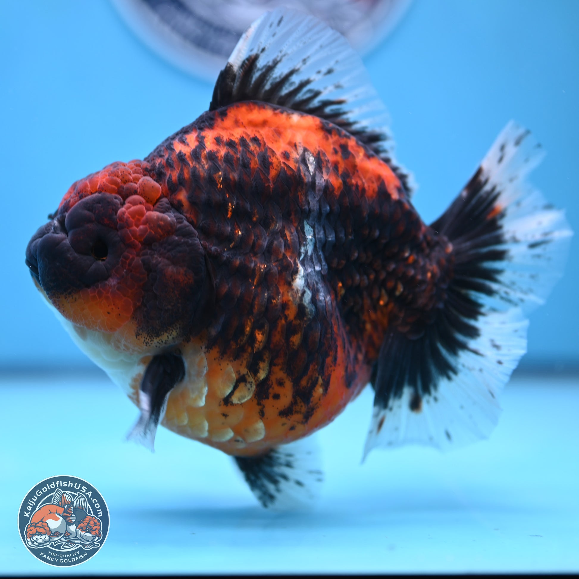 Jumbo Shogun Godzilla Oranda 5 inches Body - Female (241122_OR23) - Kaiju Goldfish USA