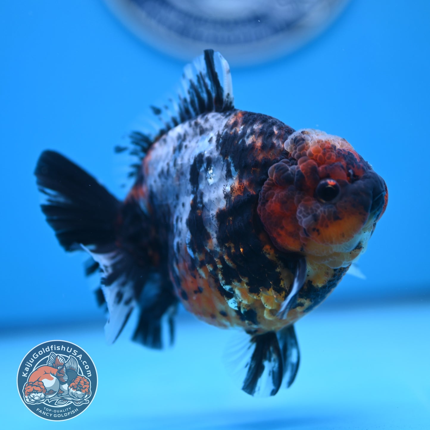Shogun Heavy Ink Blue Base Tiger Oranda 4.2 inches Body (250530_OR23)