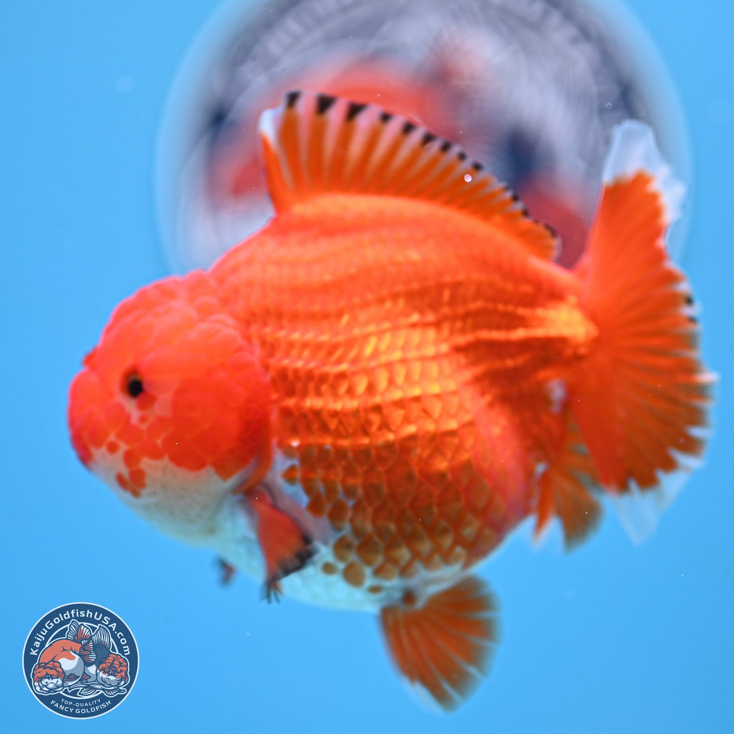 Red White YuanBao Oranda 4 inches Body - Female (250207_OR23)
