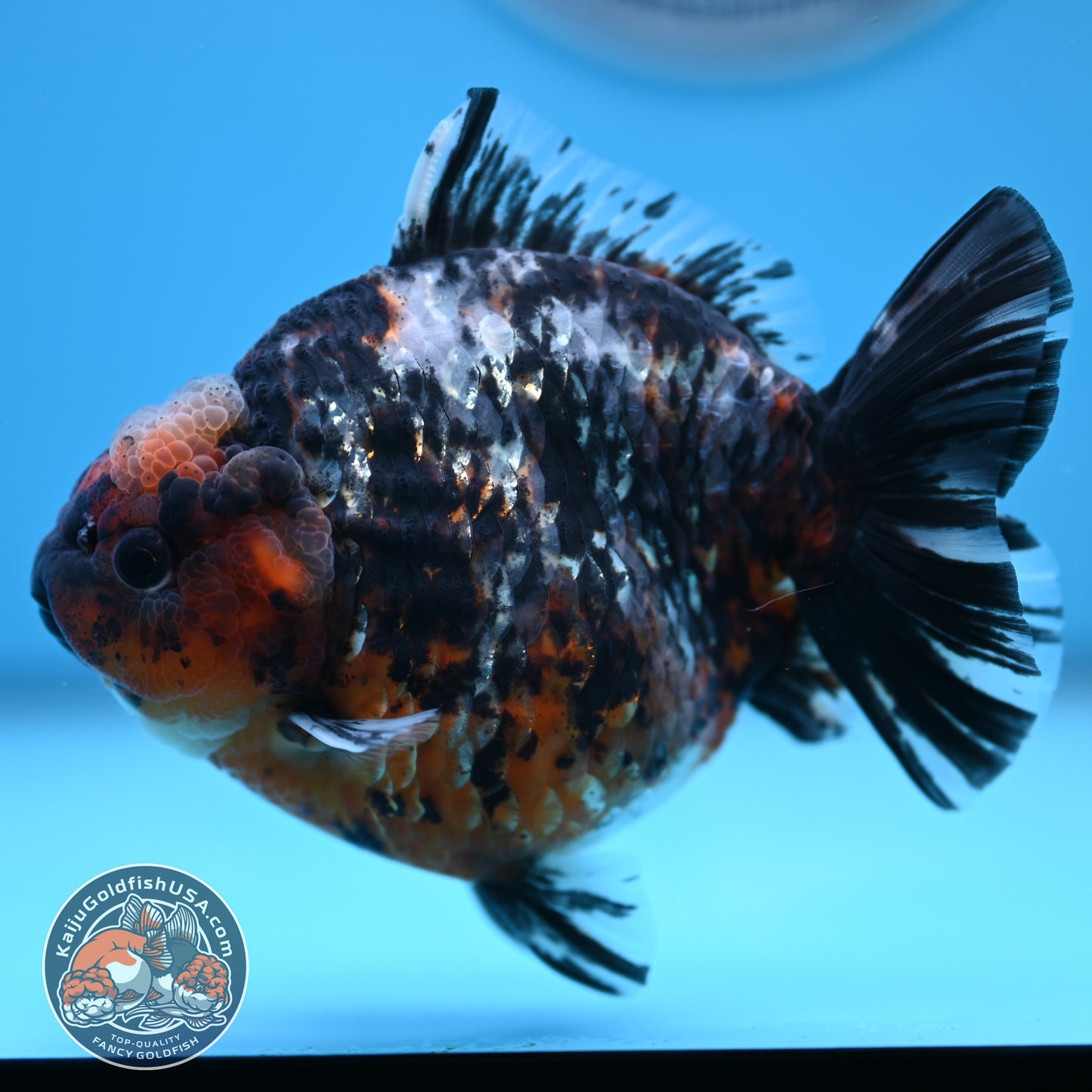 Shogun Heavy Ink Blue Base Tiger Oranda 4.2 inches Body (250530_OR23)