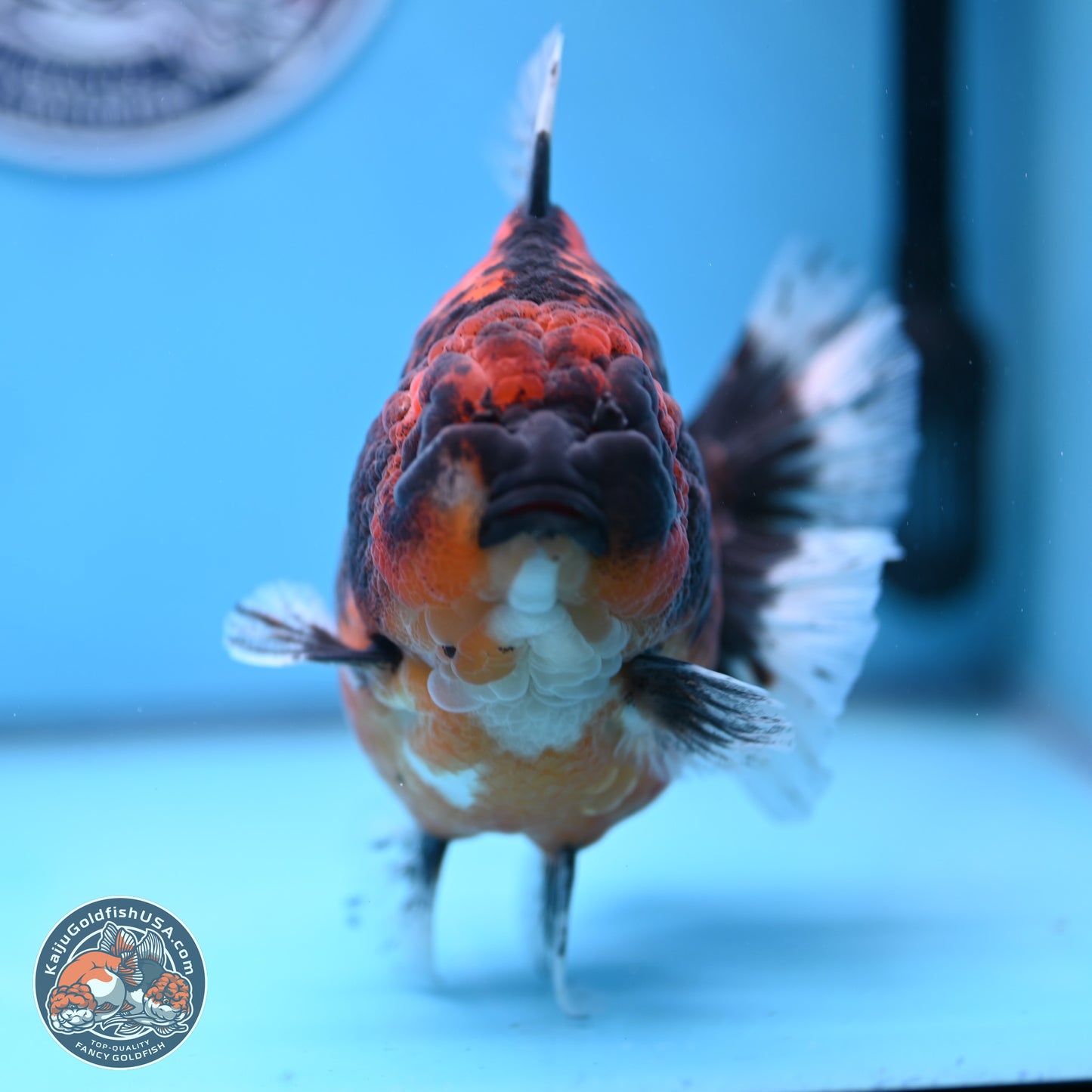 Jumbo Shogun Godzilla Oranda 5 inches Body - Female (241122_OR23) - Kaiju Goldfish USA