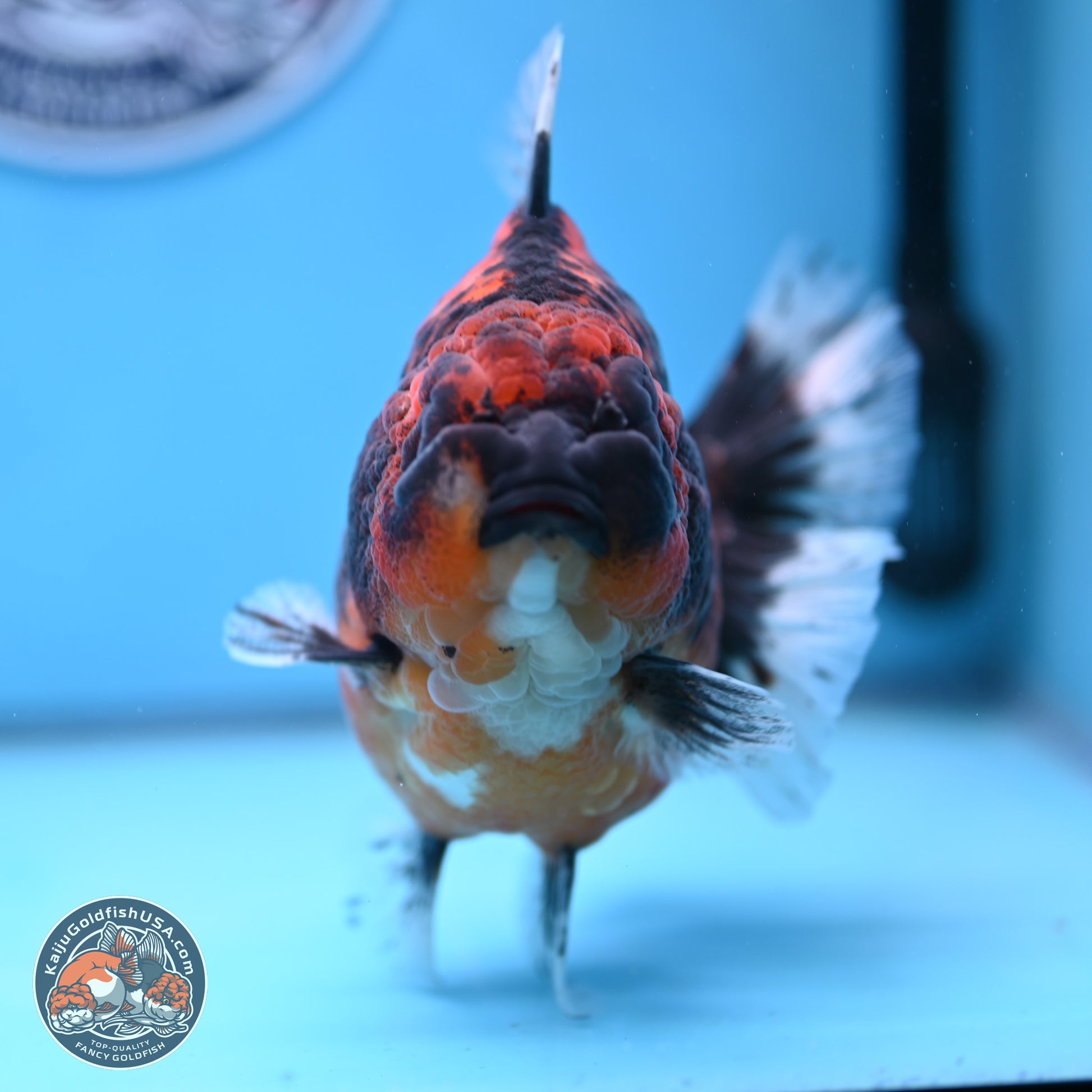 Jumbo Shogun Godzilla Oranda 5 inches Body - Female (241122_OR23) - Kaiju Goldfish USA