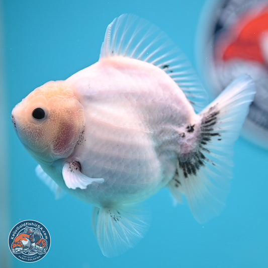 Shogun White Sakura Oranda 3.8 inches Body - Female(250131_OR23)