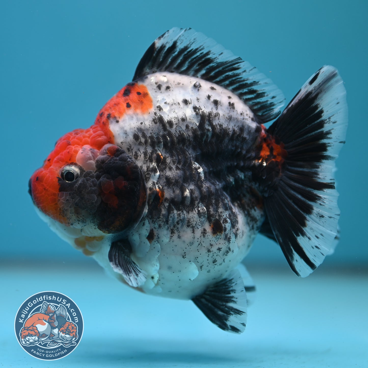 Jumbo Shogun Godzilla Oranda 4 inch Body (250822_OR23)