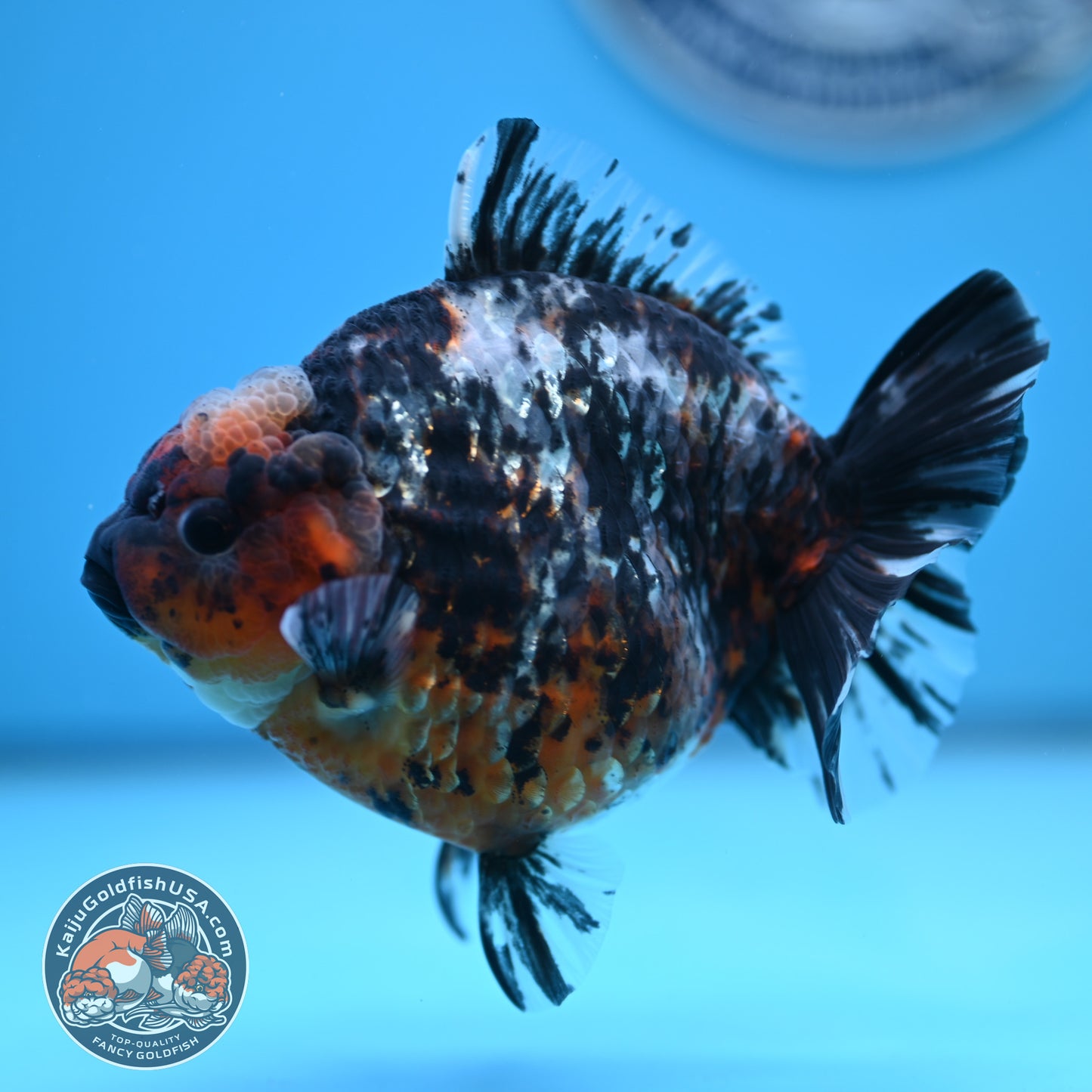 Shogun Heavy Ink Blue Base Tiger Oranda 4.2 inches Body (250530_OR23)