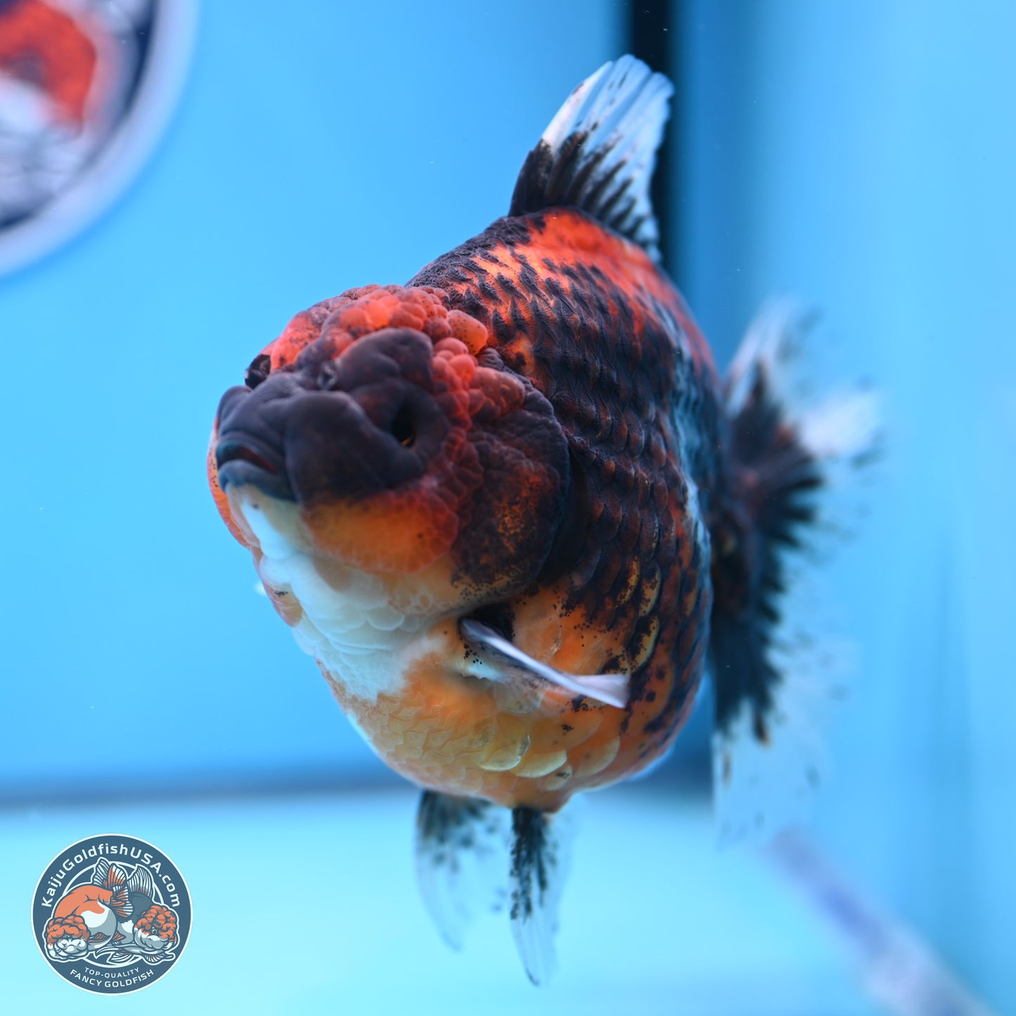 Jumbo Shogun Godzilla Oranda 5 inches Body - Female (241122_OR23) - Kaiju Goldfish USA