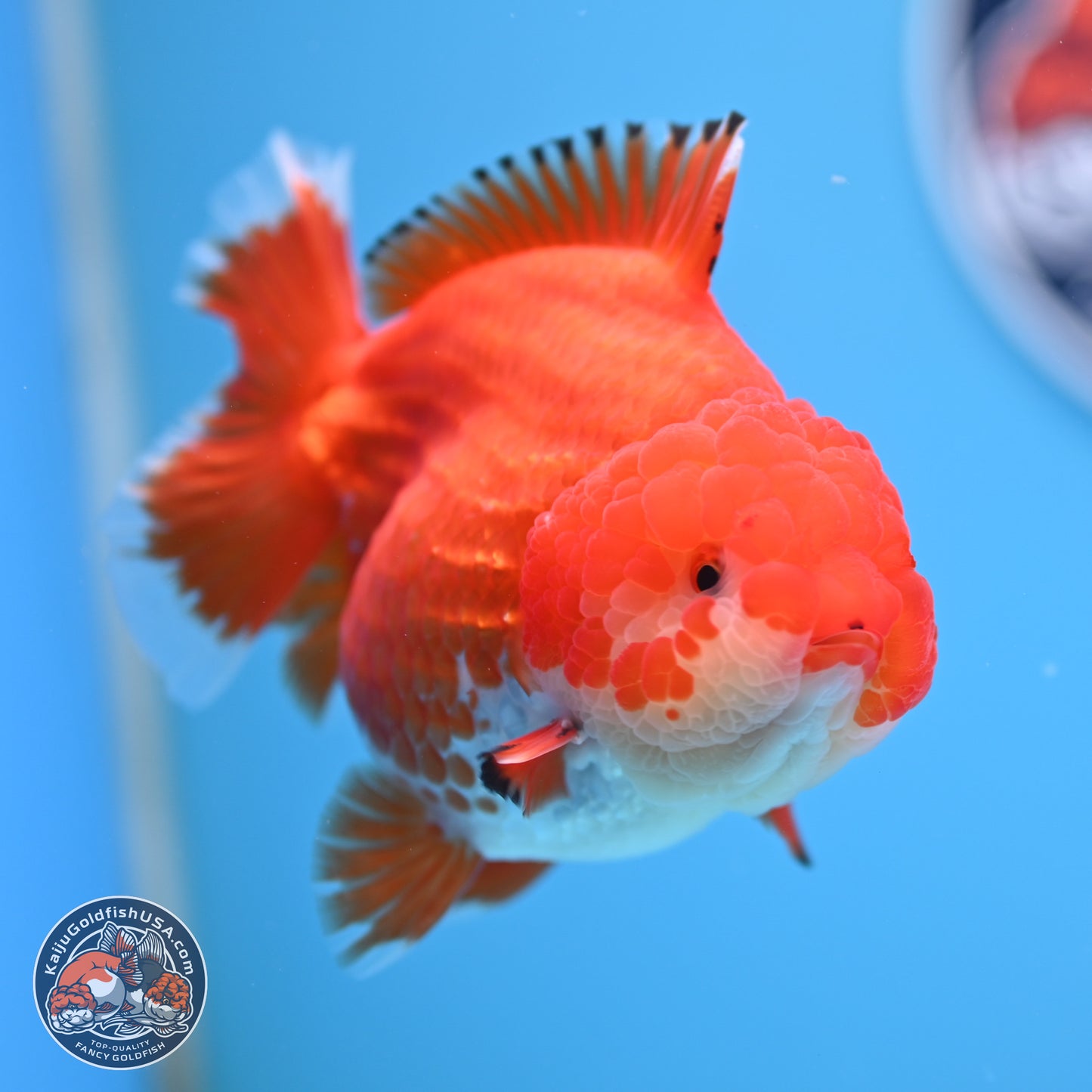 Red White YuanBao Oranda 4 inches Body - Female (250207_OR23)