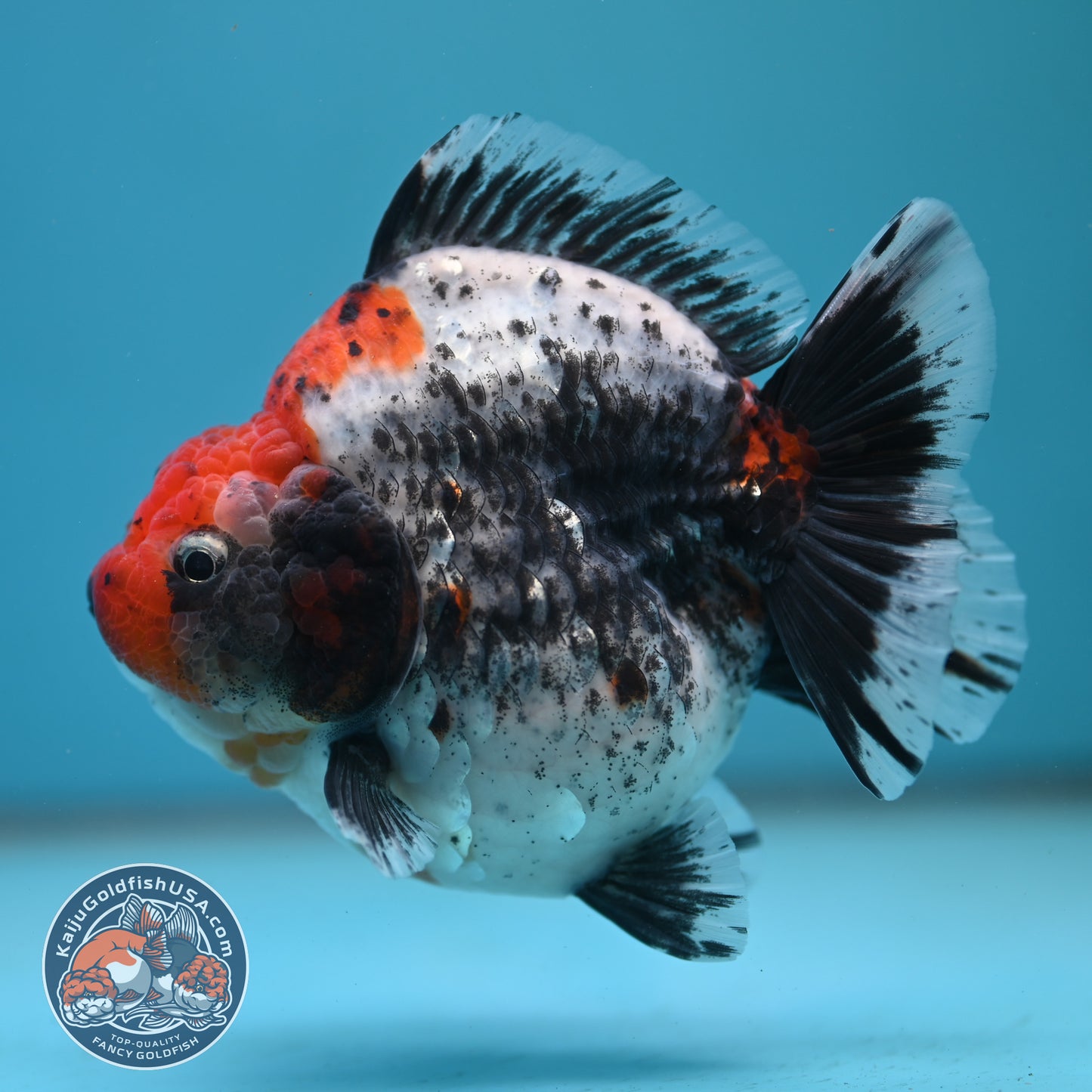 Jumbo Shogun Godzilla Oranda 4 inch Body (250822_OR23)