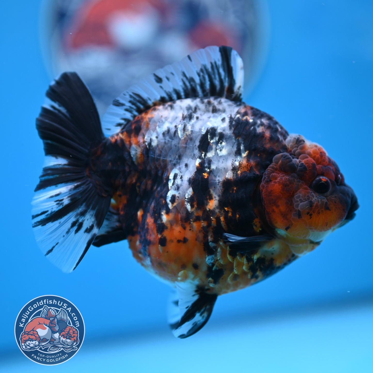 Shogun Heavy Ink Blue Base Tiger Oranda 4.2 inches Body (250530_OR23)