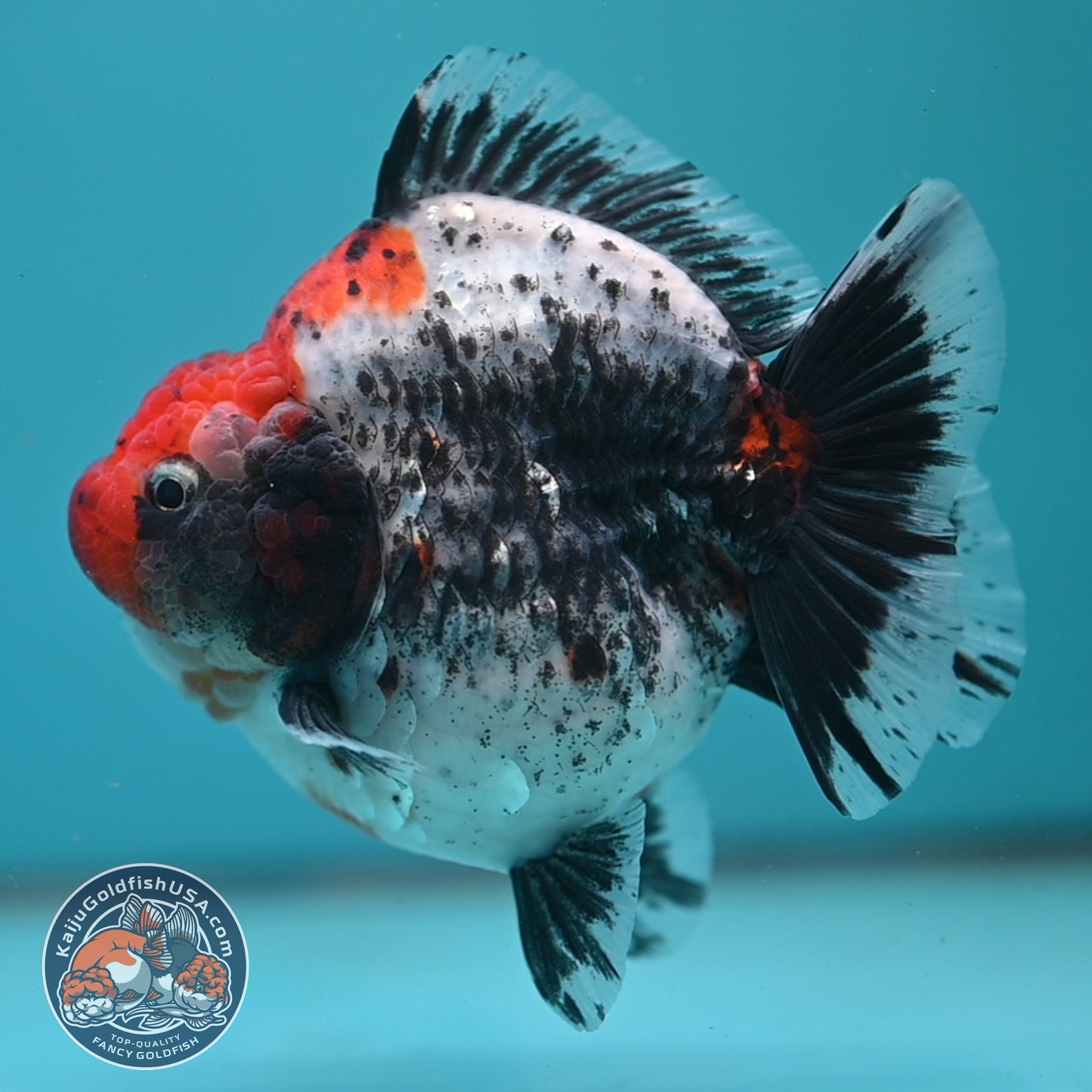Jumbo Shogun Godzilla Oranda 4 inch Body (250822_OR23)