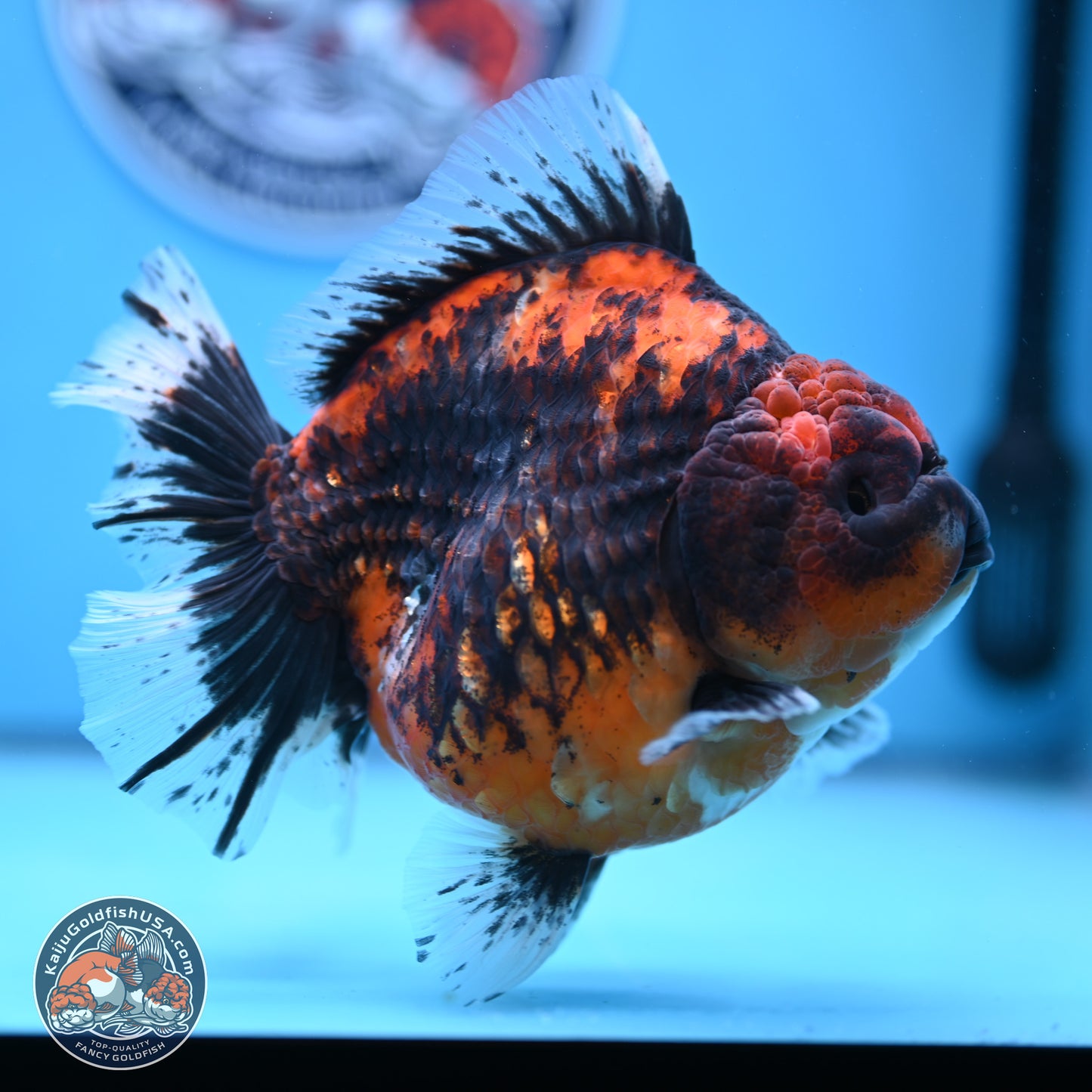 Jumbo Shogun Godzilla Oranda 5 inches Body - Female (241122_OR23) - Kaiju Goldfish USA