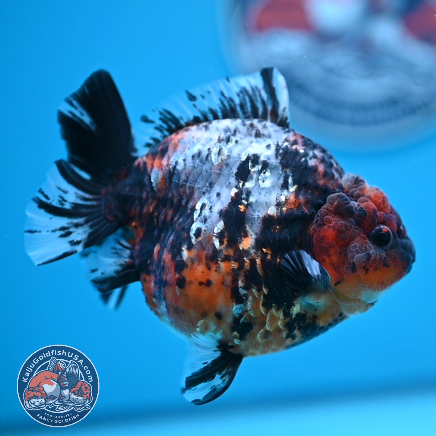 Shogun Heavy Ink Blue Base Tiger Oranda 4.2 inches Body (250530_OR23)