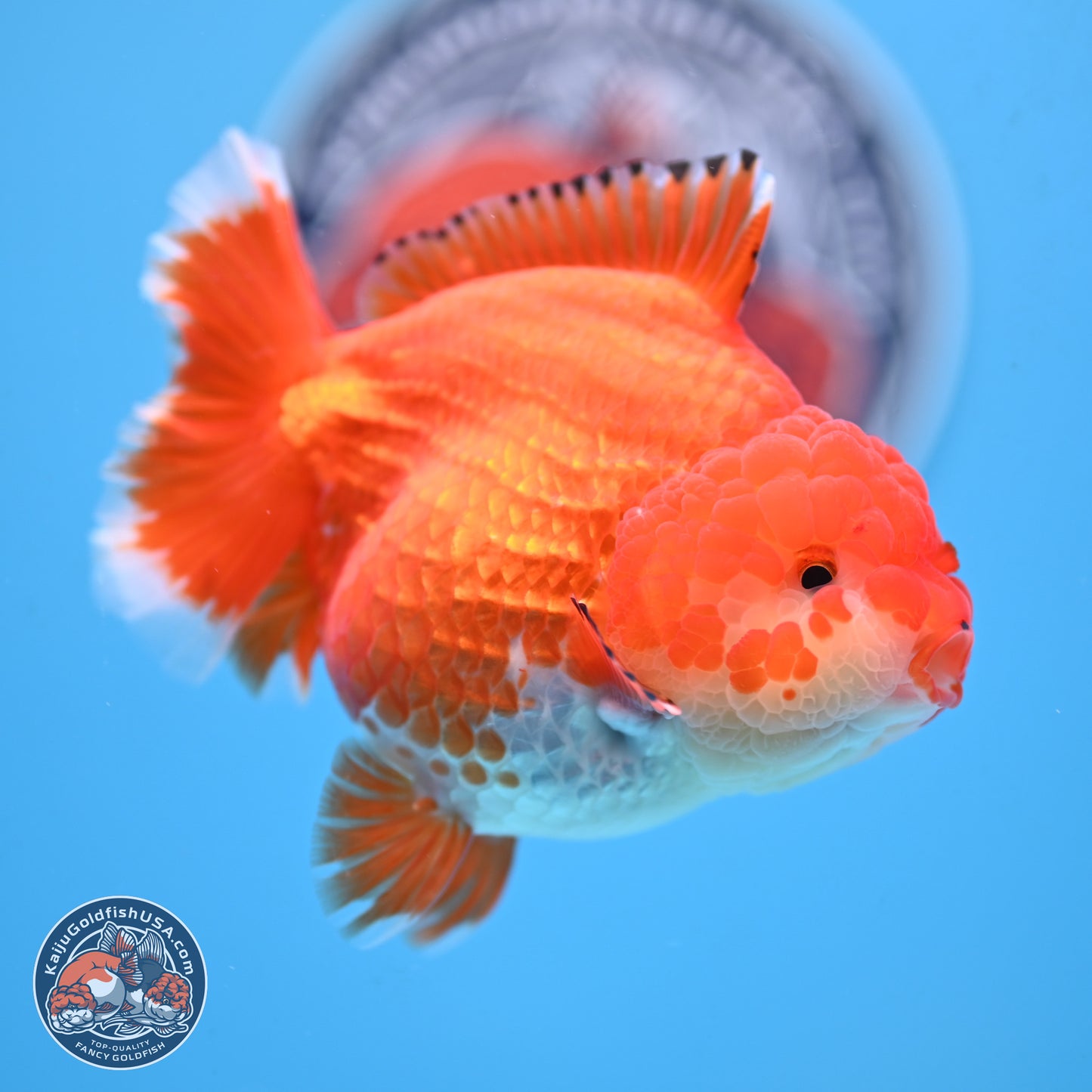 Red White YuanBao Oranda 4 inches Body - Female (250207_OR23)