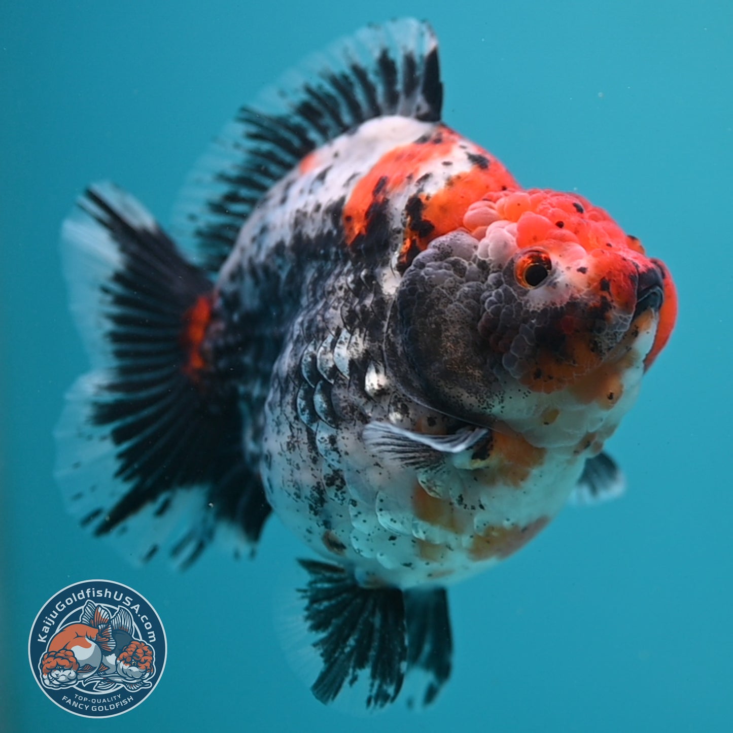Jumbo Shogun Godzilla Oranda 4 inch Body (250822_OR23)