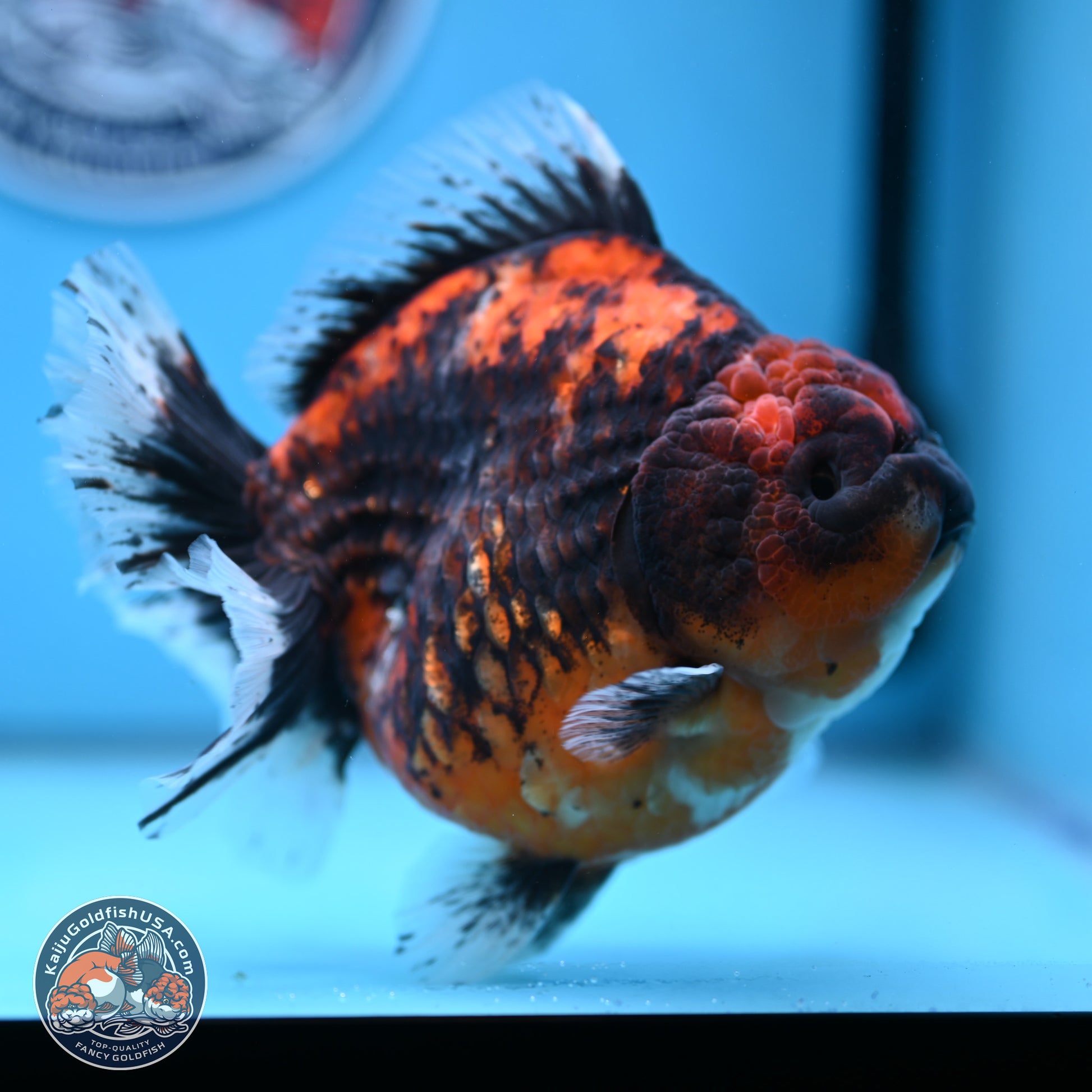 Jumbo Shogun Godzilla Oranda 5 inches Body - Female (241122_OR23) - Kaiju Goldfish USA