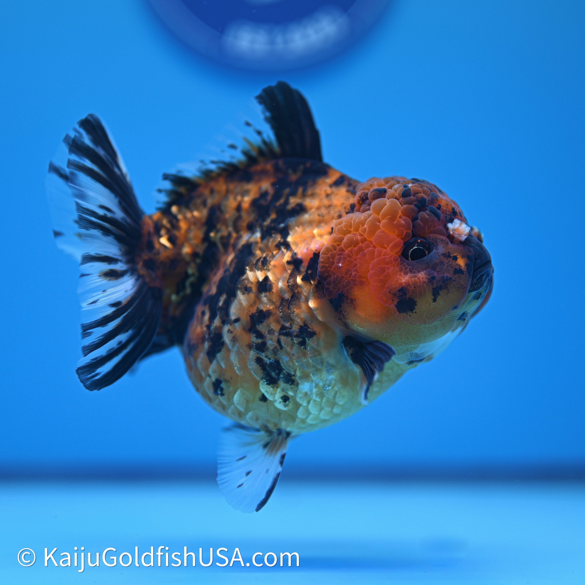 Shogun Godzilla Tiger Oranda Goldfish for Sale | Kaiju Goldfish USA