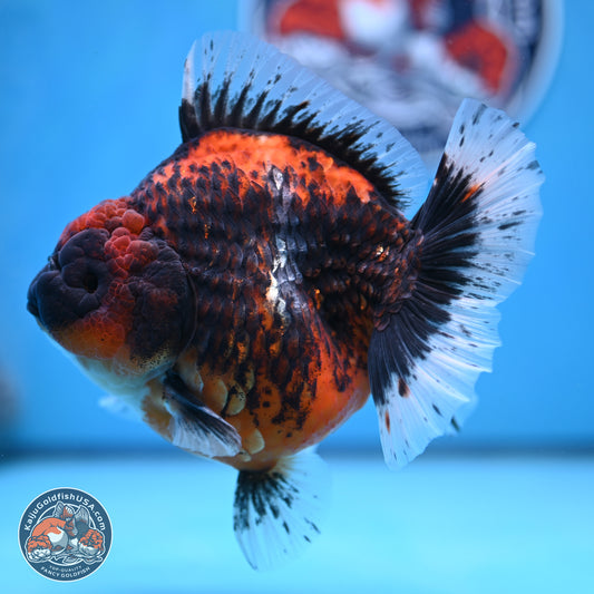 Jumbo Shogun Godzilla Oranda 5 inches Body - Female (241122_OR23) - Kaiju Goldfish USA