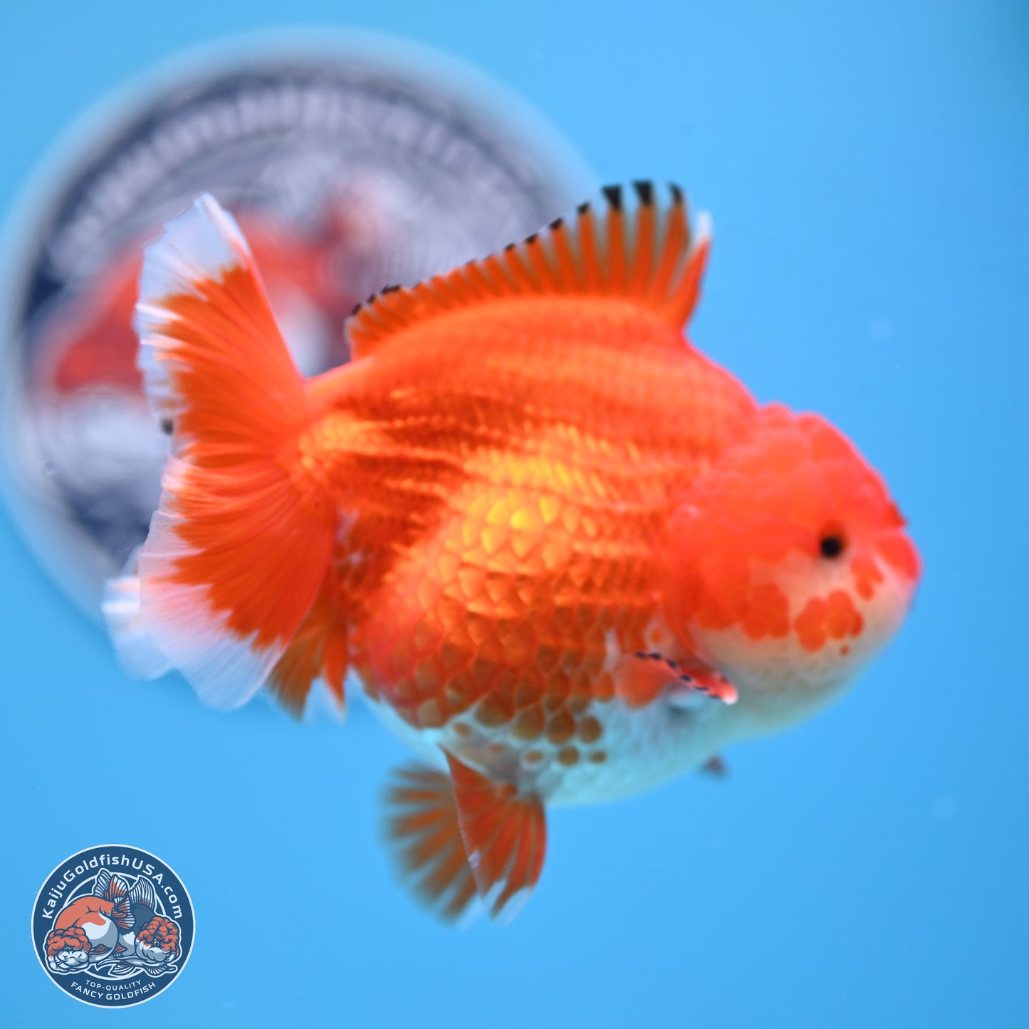 Red White YuanBao Oranda 4 inches Body - Female (250207_OR23)