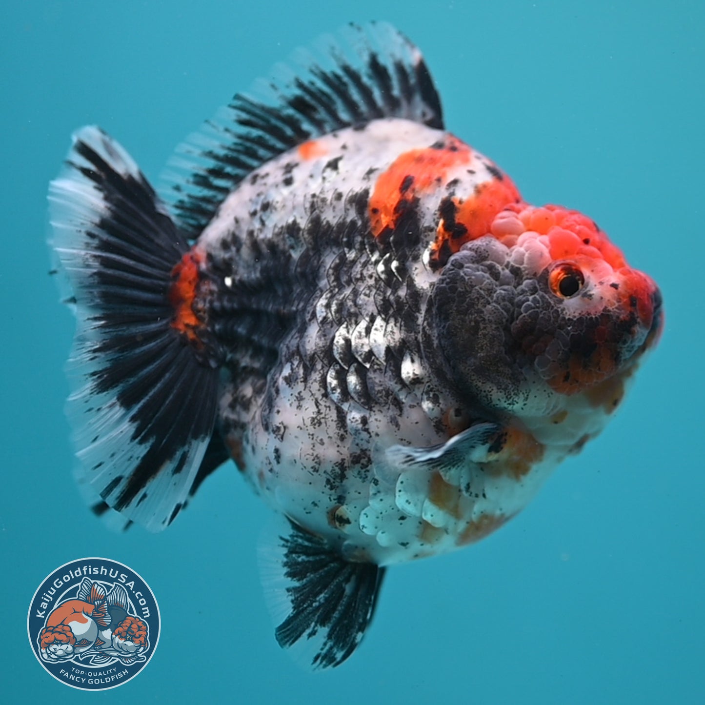 Jumbo Shogun Godzilla Oranda 4 inch Body (250822_OR23)