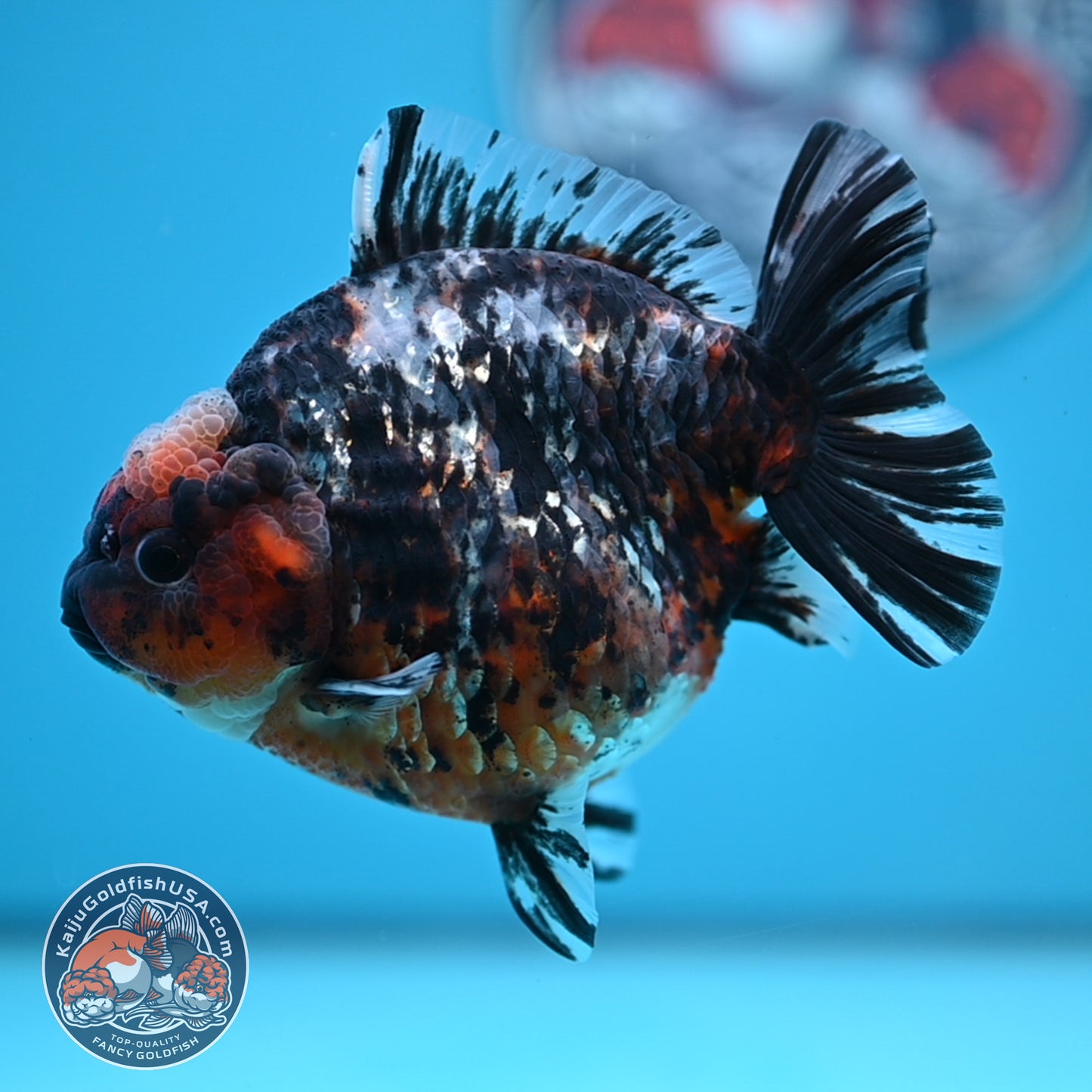 Shogun Heavy Ink Blue Base Tiger Oranda 4.2 inches Body (250530_OR23)