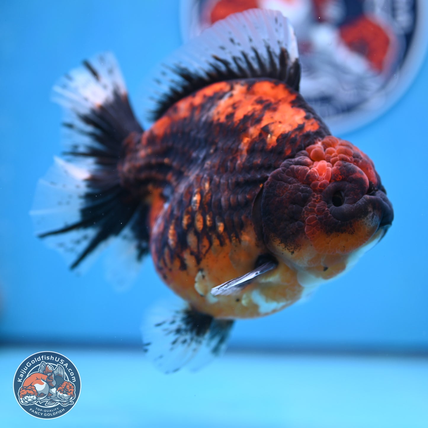 Jumbo Shogun Godzilla Oranda 5 inches Body - Female (241122_OR23) - Kaiju Goldfish USA