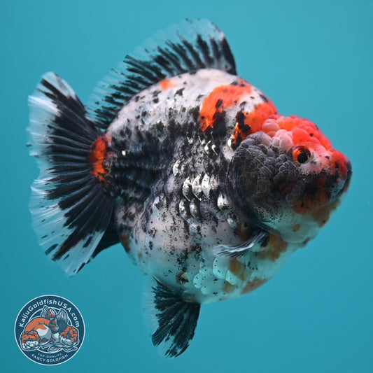 Jumbo Shogun Godzilla Oranda 4 inch Body (250822_OR23)