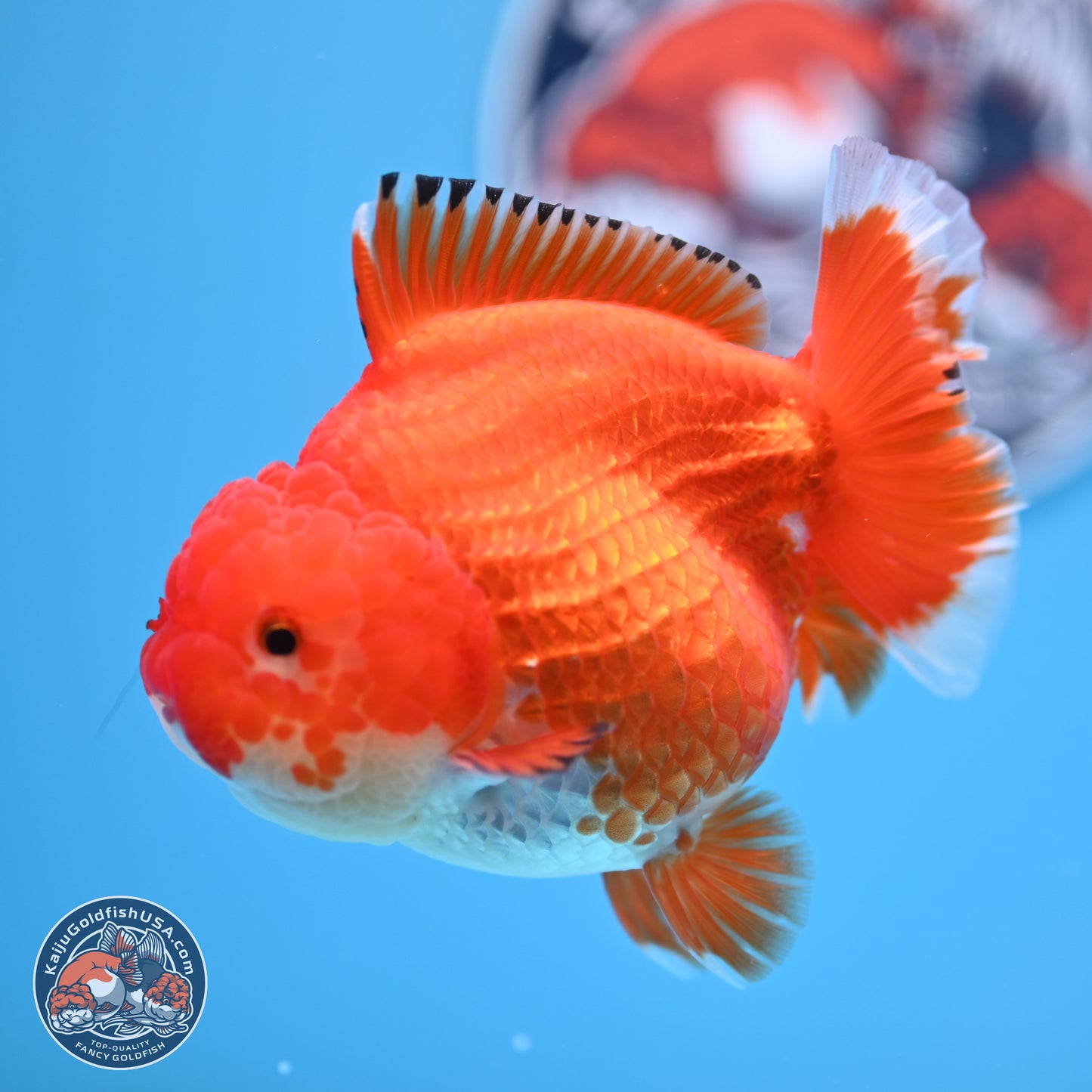 Red White YuanBao Oranda 4 inches Body - Female (250207_OR23)