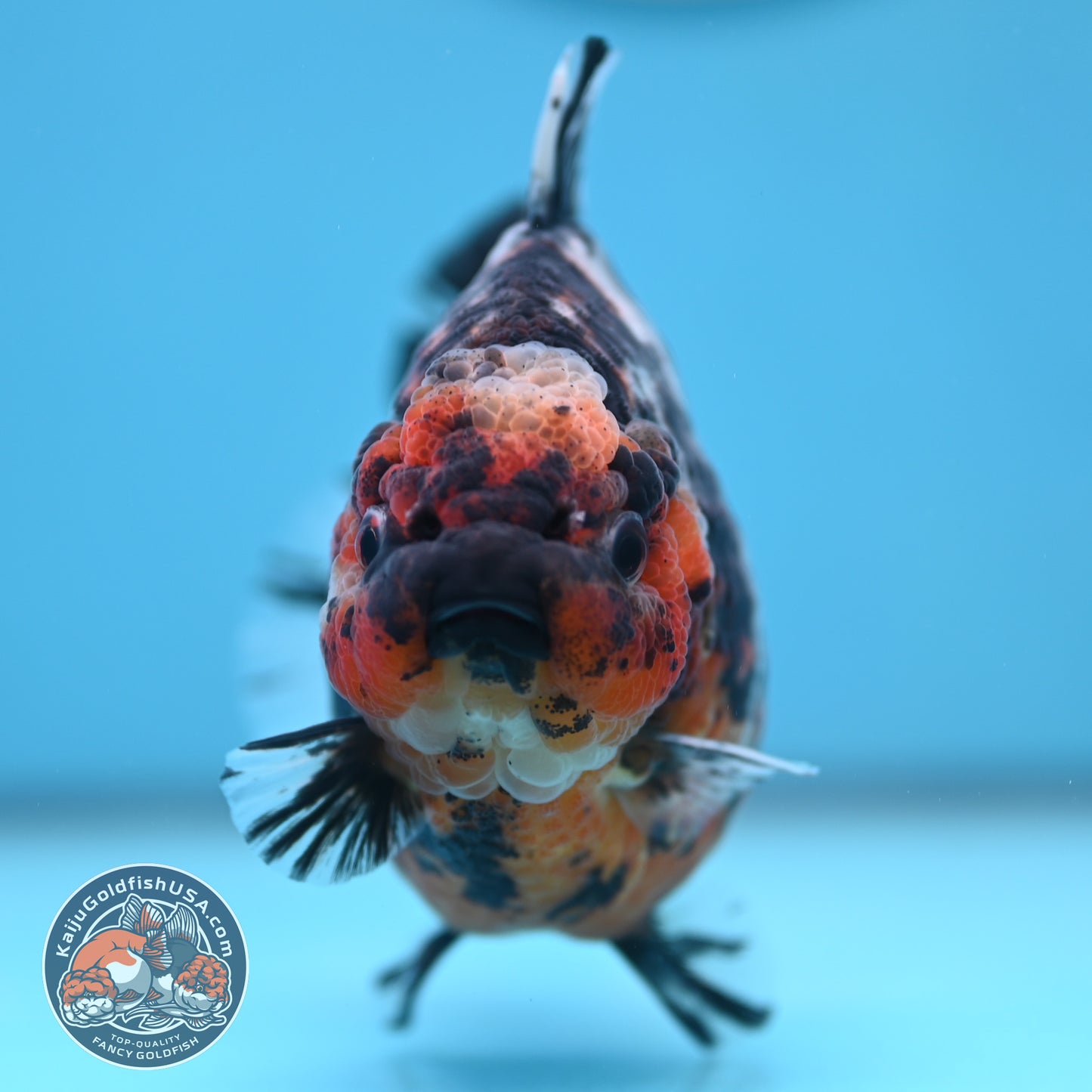 Shogun Heavy Ink Blue Base Tiger Oranda 4.2 inches Body (250530_OR23)