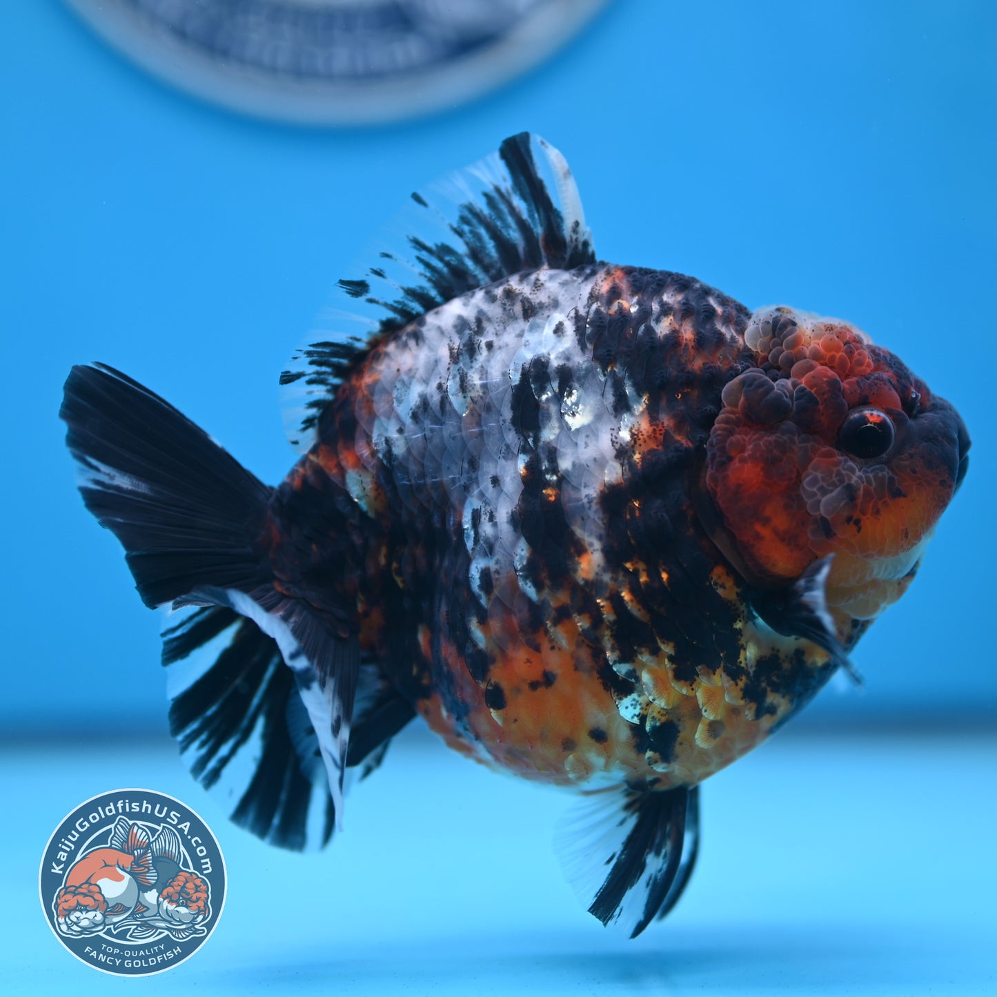 Shogun Heavy Ink Blue Base Tiger Oranda 4.2 inches Body (250530_OR23)