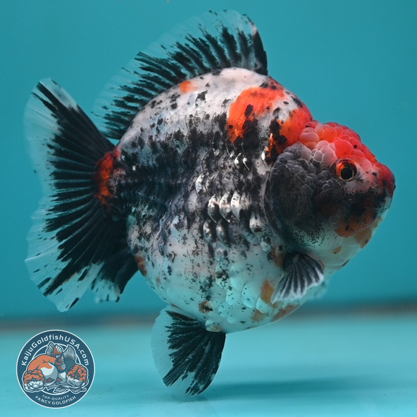 Jumbo Shogun Godzilla Oranda 4 inch Body (250822_OR23)