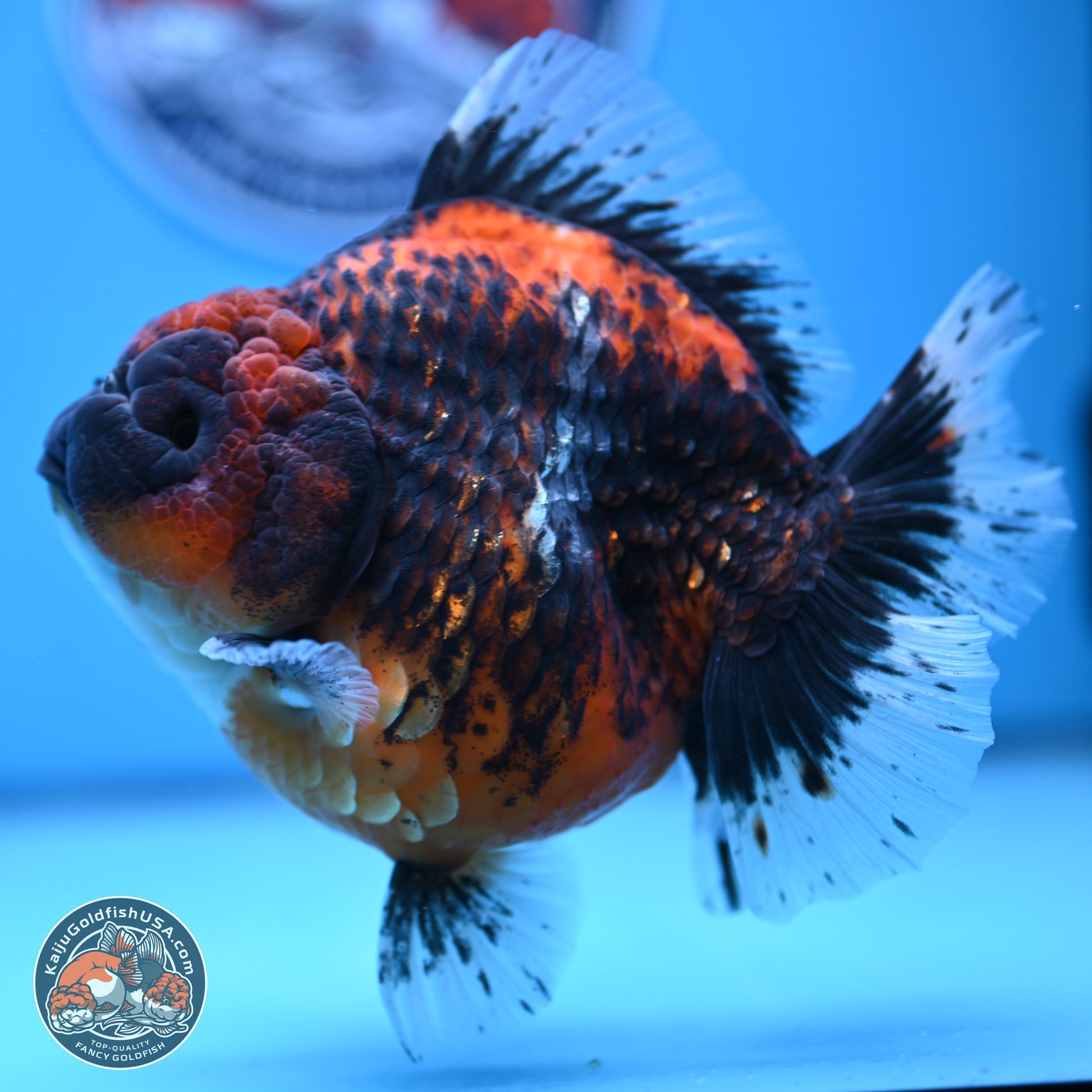 Jumbo Shogun Godzilla Oranda 5 inches Body - Female (241122_OR23) - Kaiju Goldfish USA