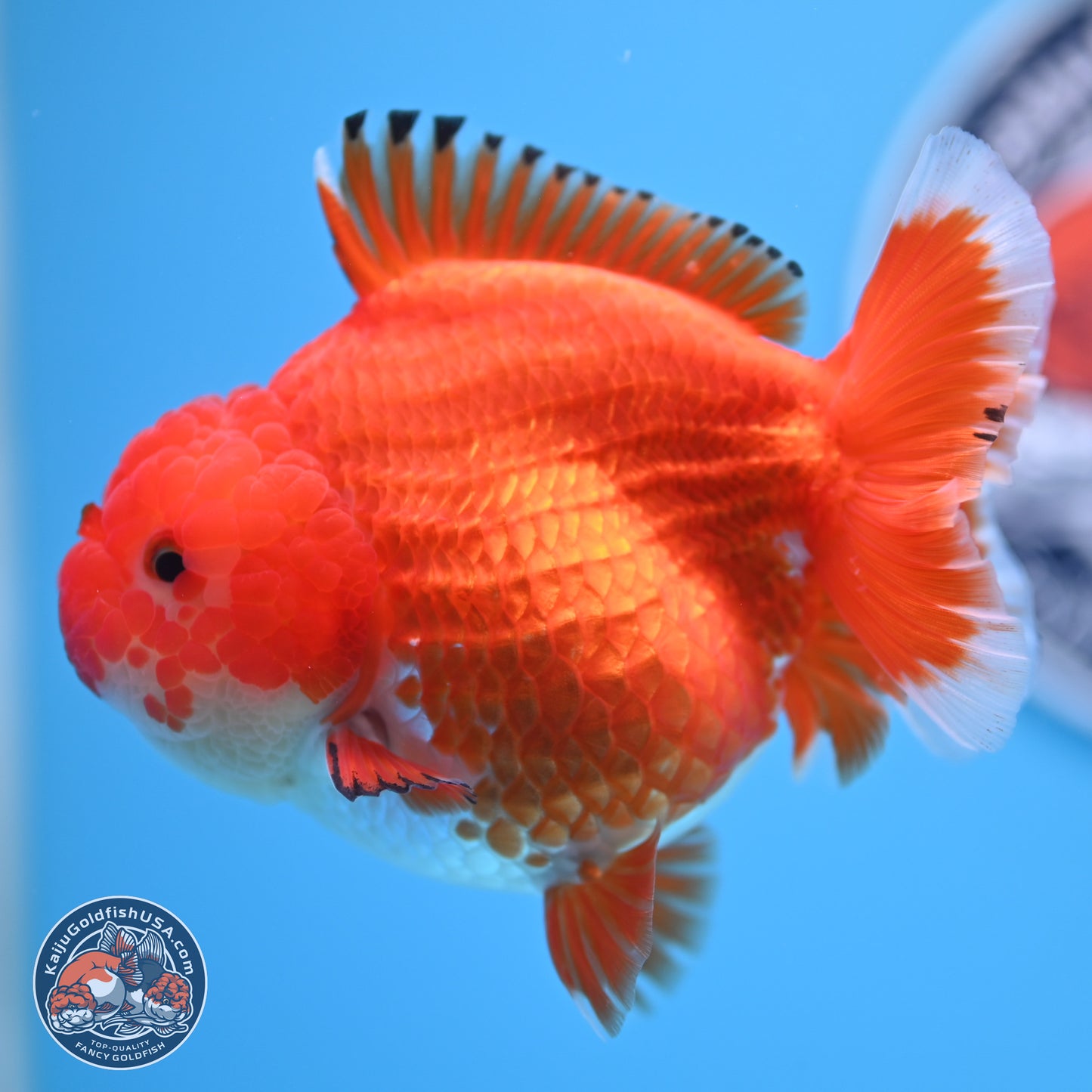 Red White YuanBao Oranda 4 inches Body - Female (250207_OR23)