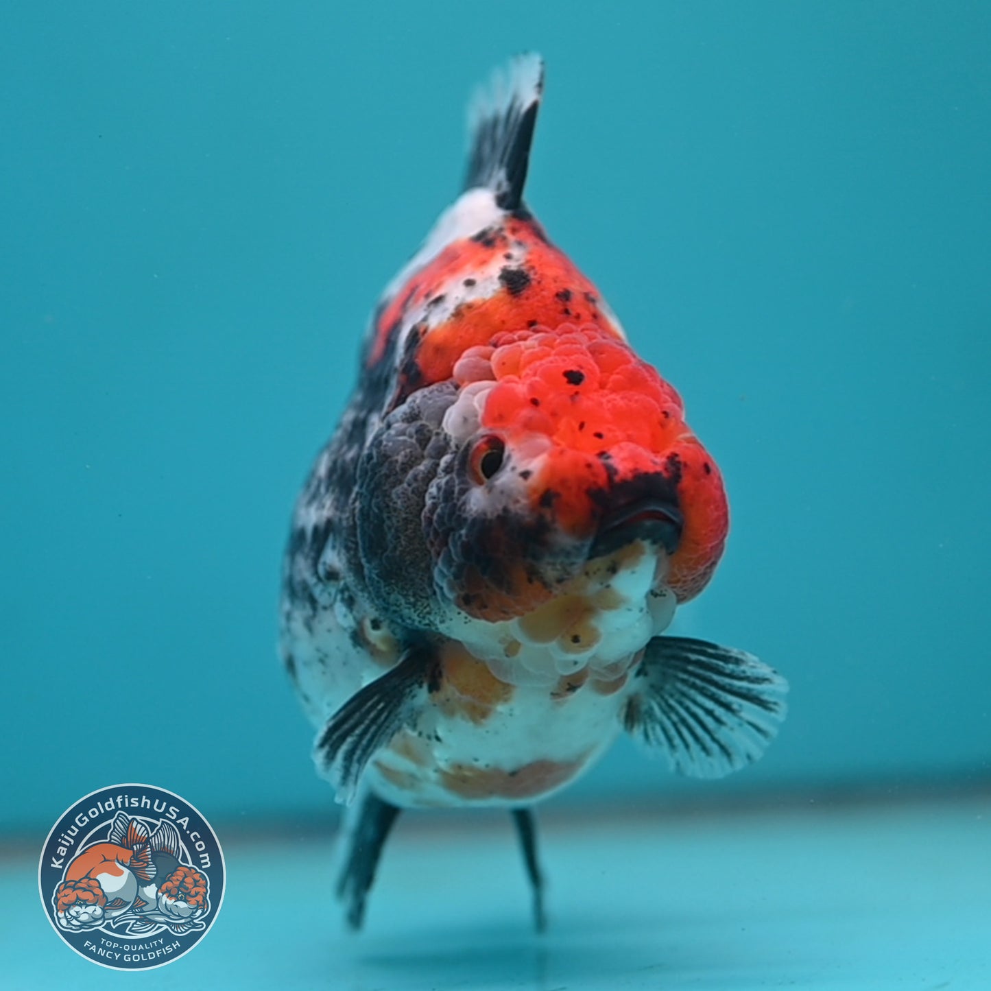 Jumbo Shogun Godzilla Oranda 4 inch Body (250822_OR23)