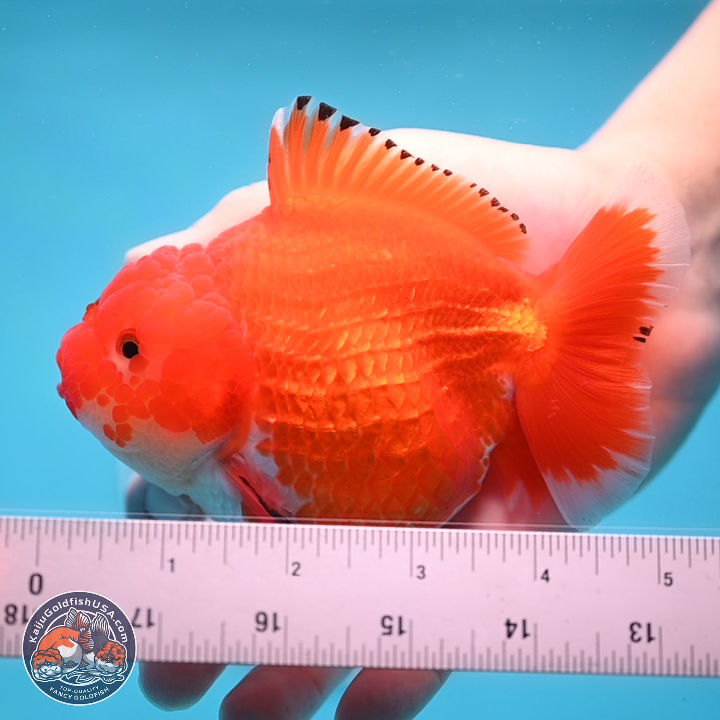 Red White YuanBao Oranda 4 inches Body - Female (250207_OR23)