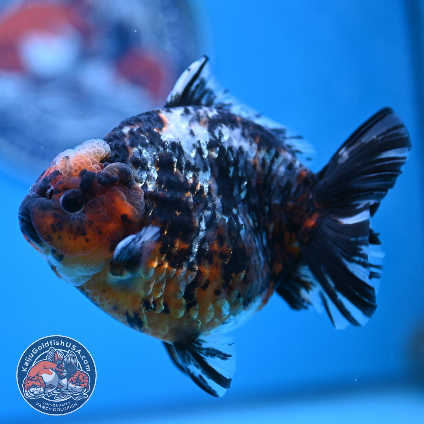 Shogun Heavy Ink Blue Base Tiger Oranda 4.2 inches Body (250530_OR23)