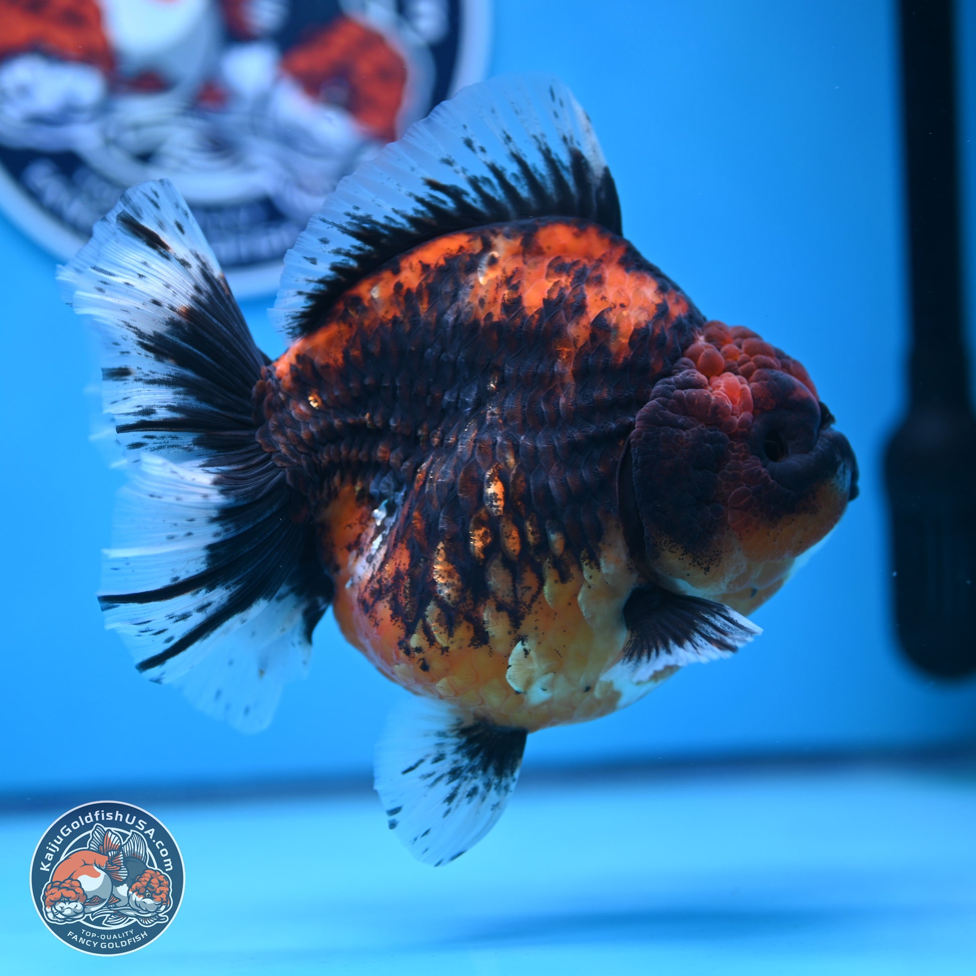 Jumbo Shogun Godzilla Oranda 5 inches Body - Female (241122_OR23) - Kaiju Goldfish USA