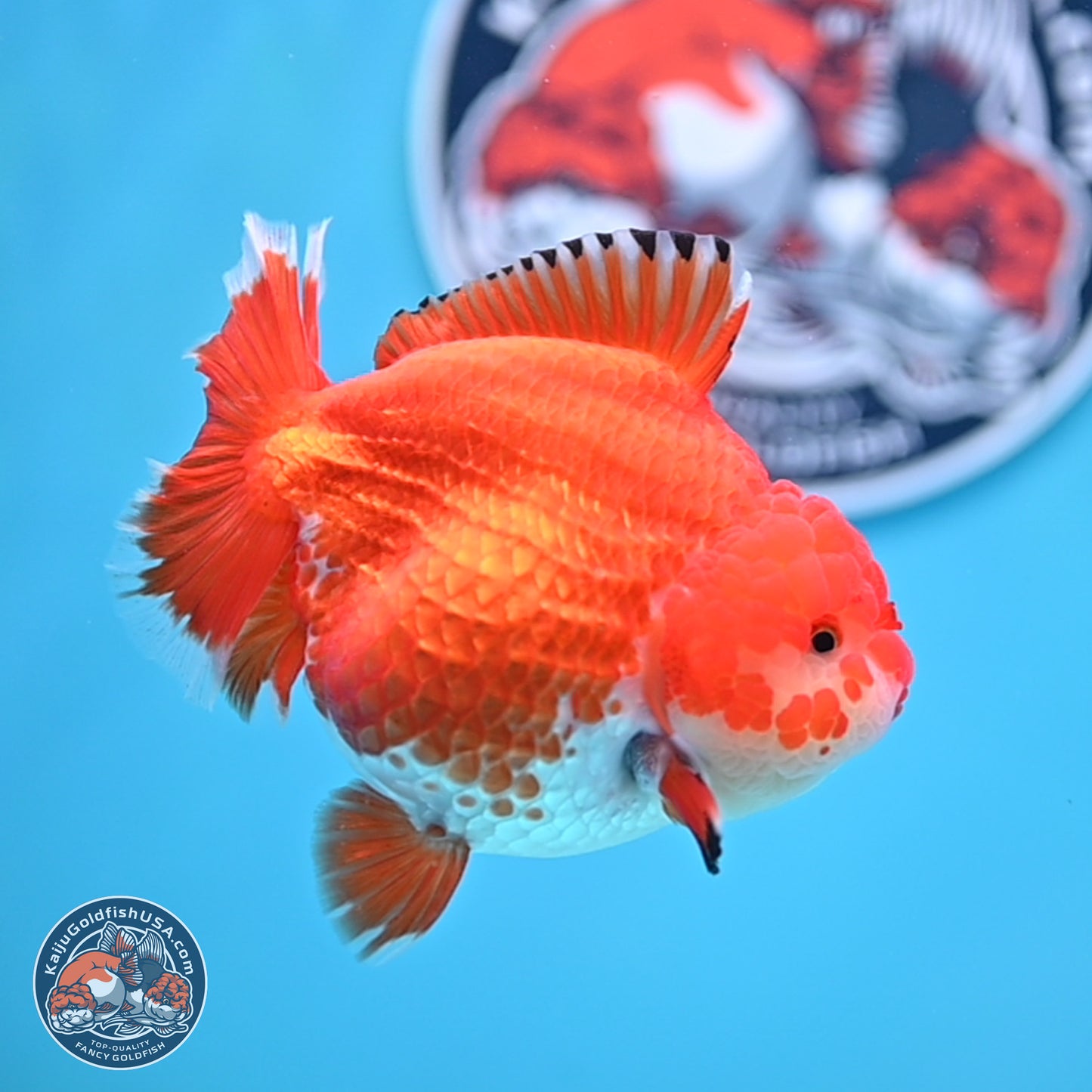 Red White YuanBao Oranda 4 inches Body - Female (250207_OR23)