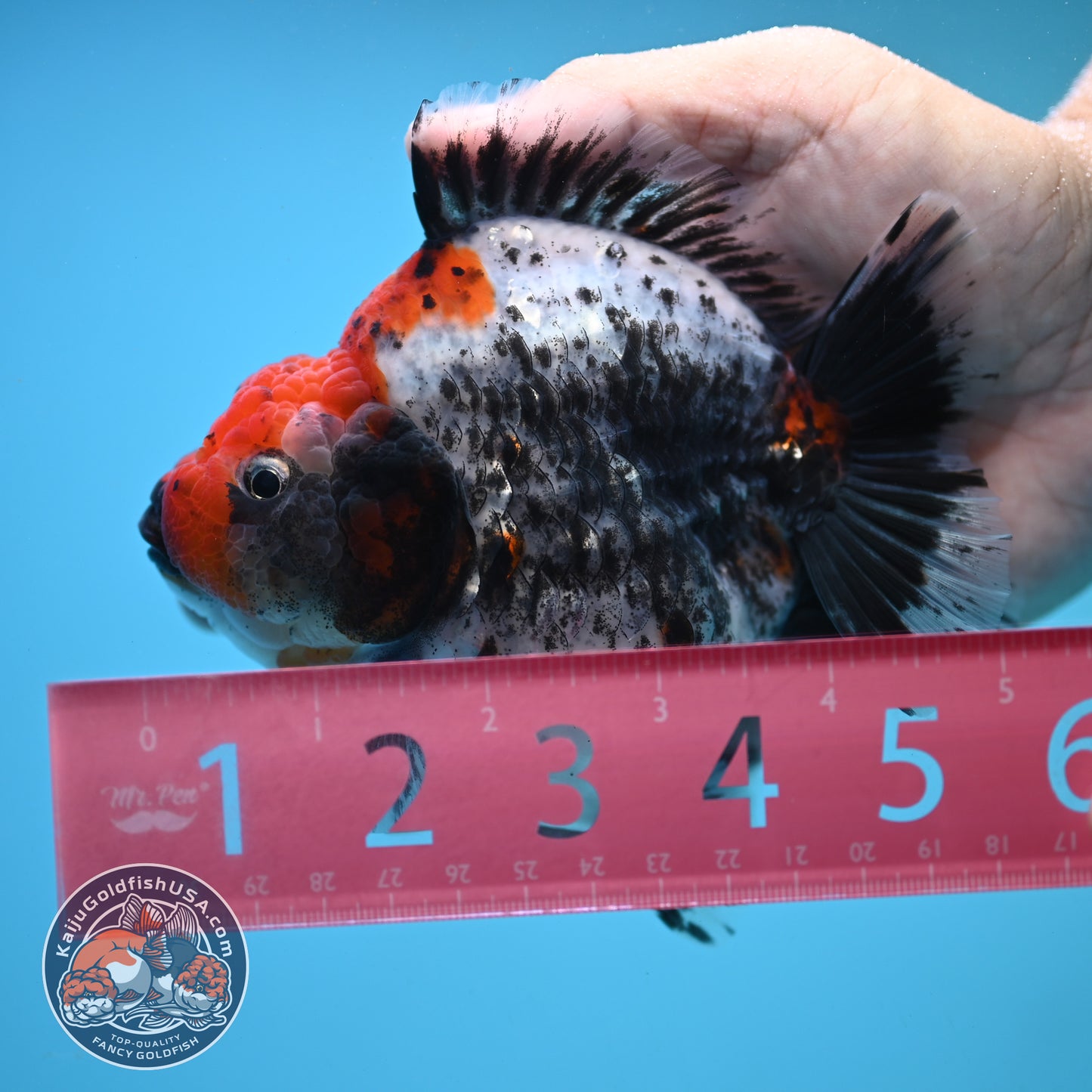 Jumbo Shogun Godzilla Oranda 4 inch Body (250822_OR23)