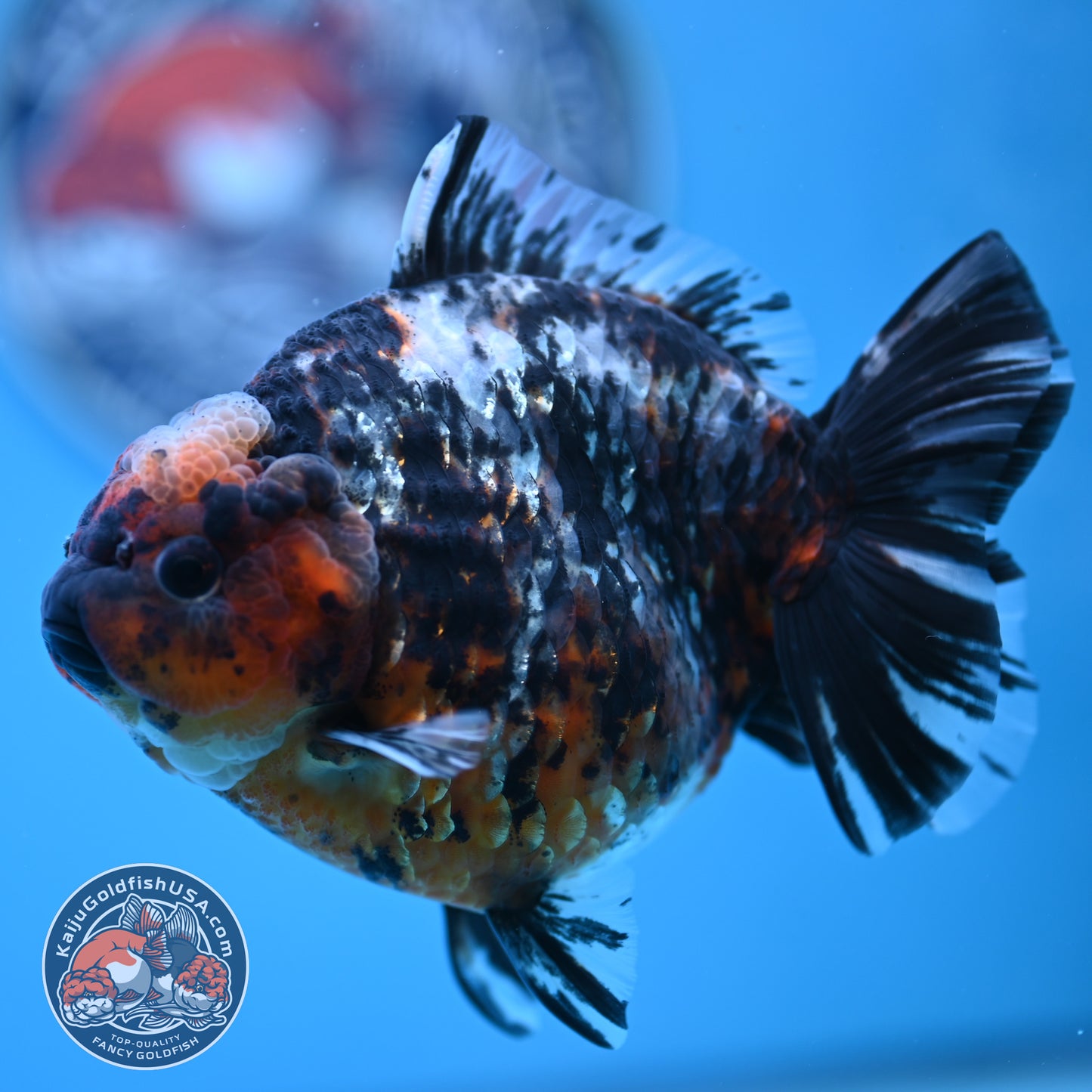 Shogun Heavy Ink Blue Base Tiger Oranda 4.2 inches Body (250530_OR23)
