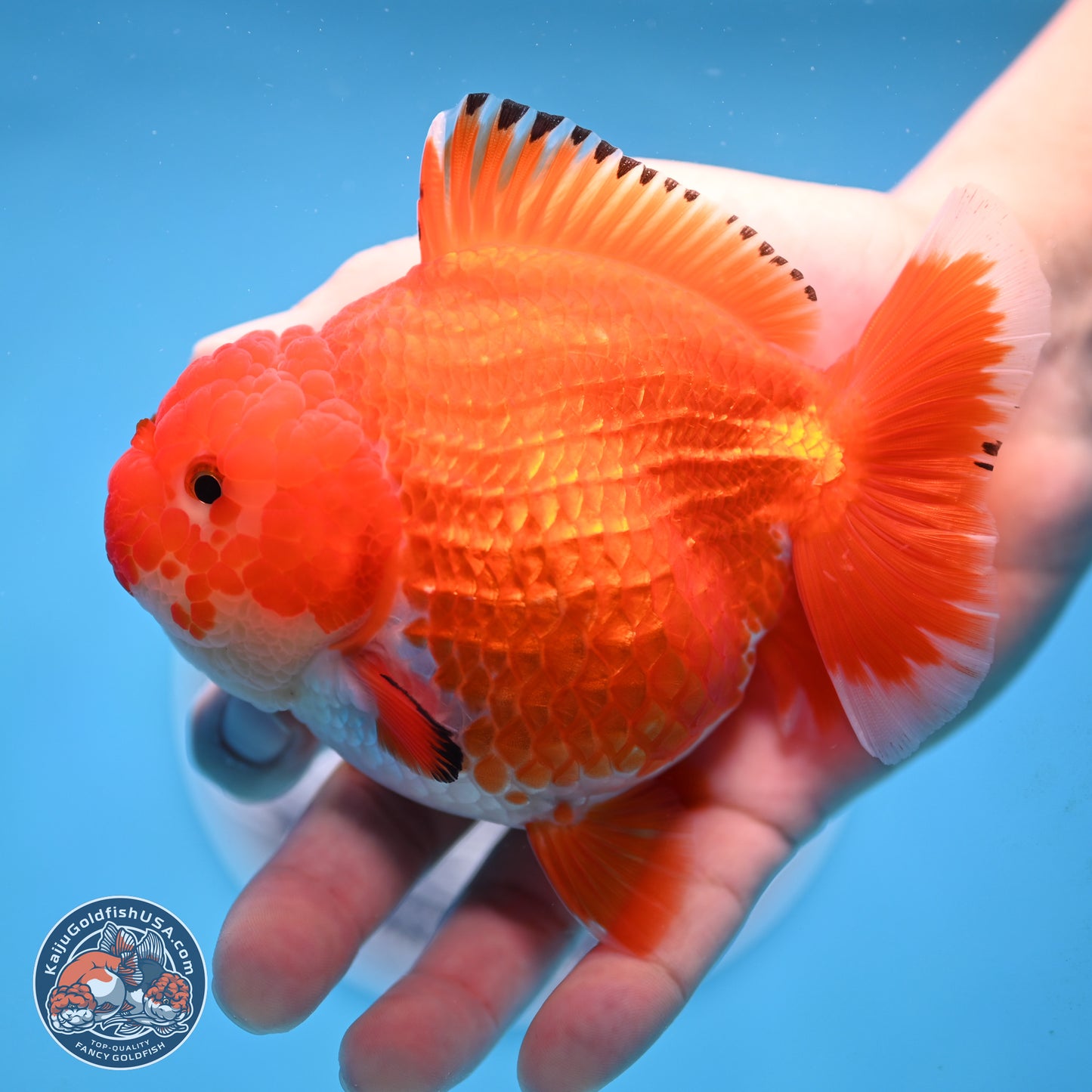 Red White YuanBao Oranda 4 inches Body - Female (250207_OR23)