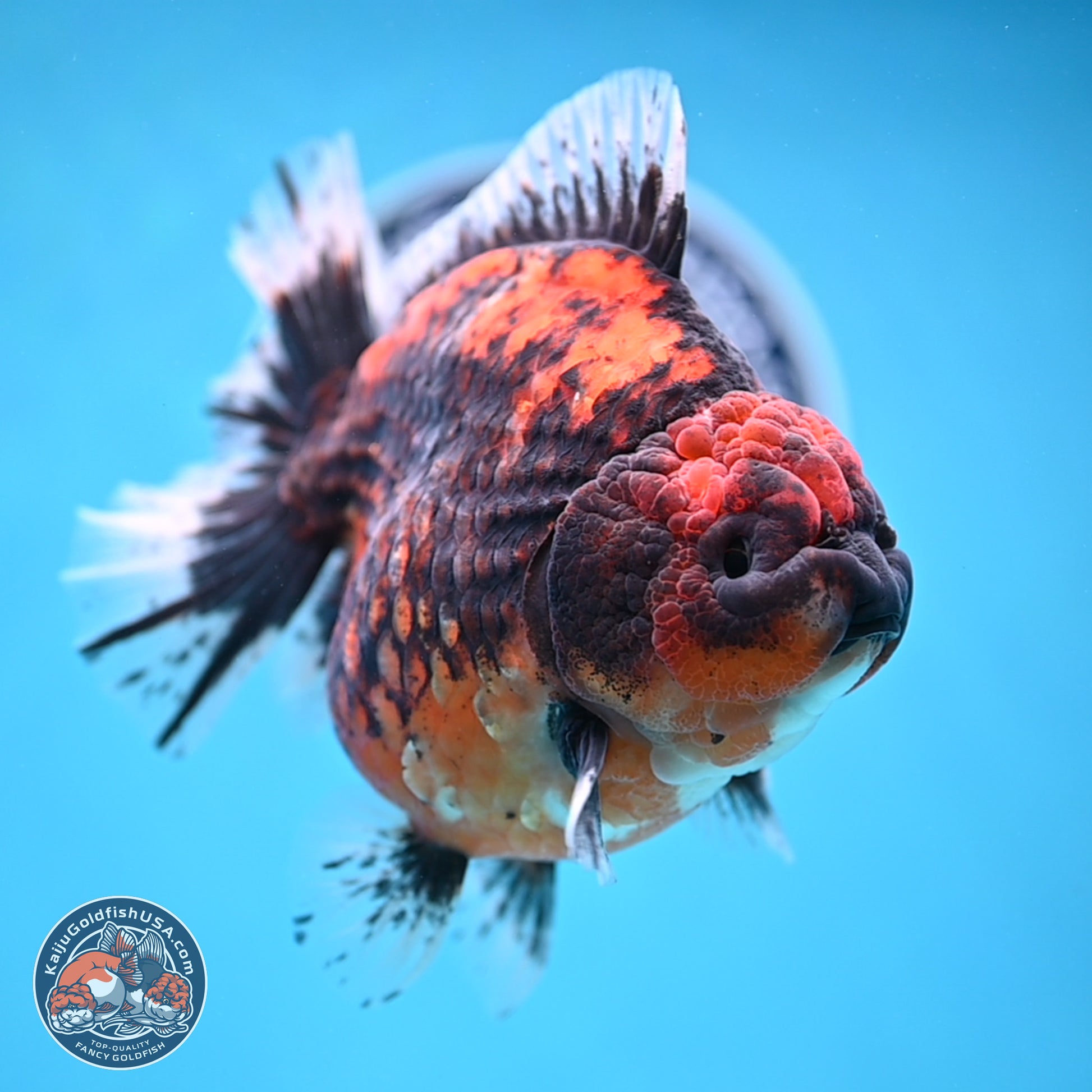 Jumbo Shogun Godzilla Oranda 5 inches Body - Female (241122_OR23) - Kaiju Goldfish USA