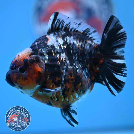 Shogun Heavy Ink Blue Base Tiger Oranda 4.2 inches Body (250530_OR23)