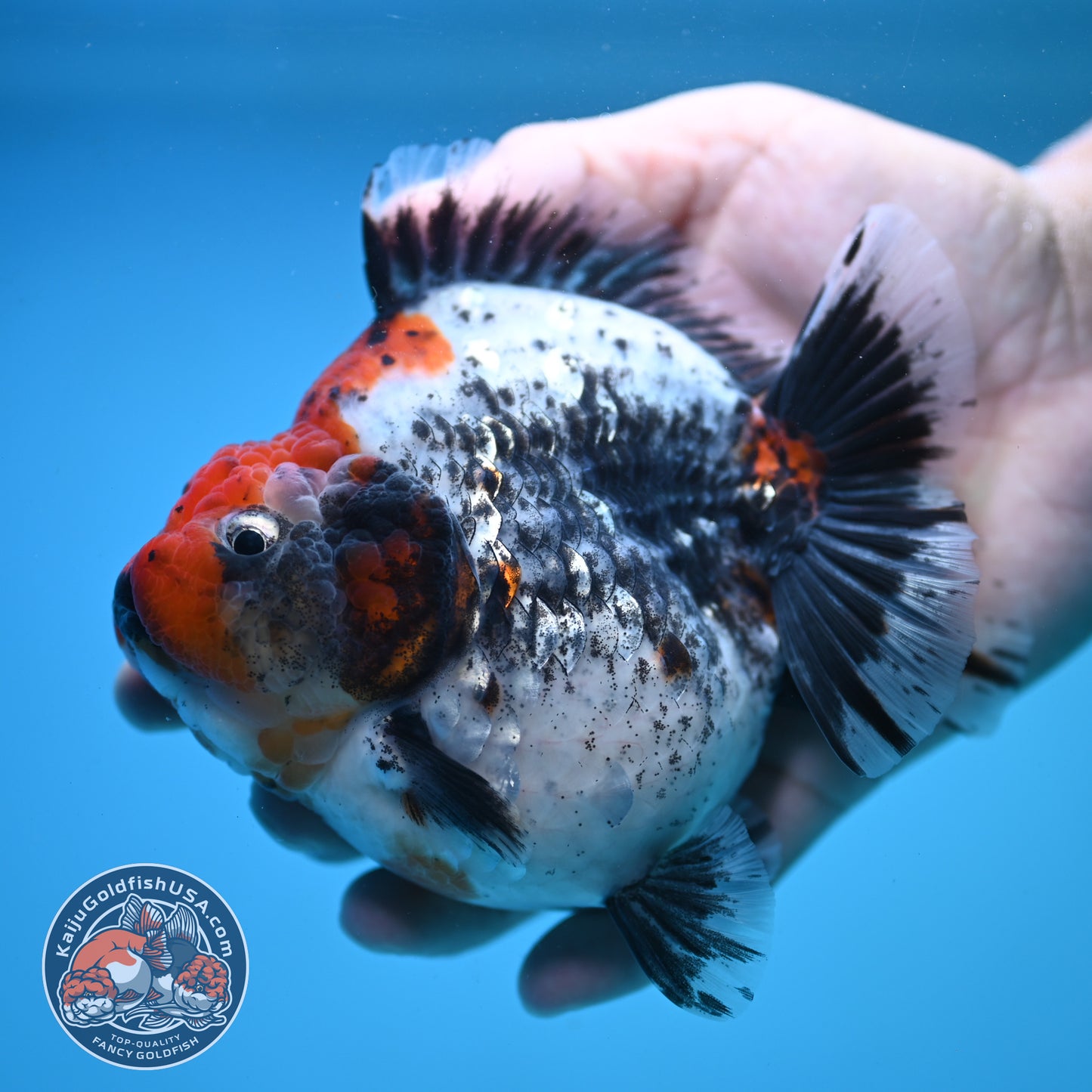 Jumbo Shogun Godzilla Oranda 4 inch Body (250822_OR23)