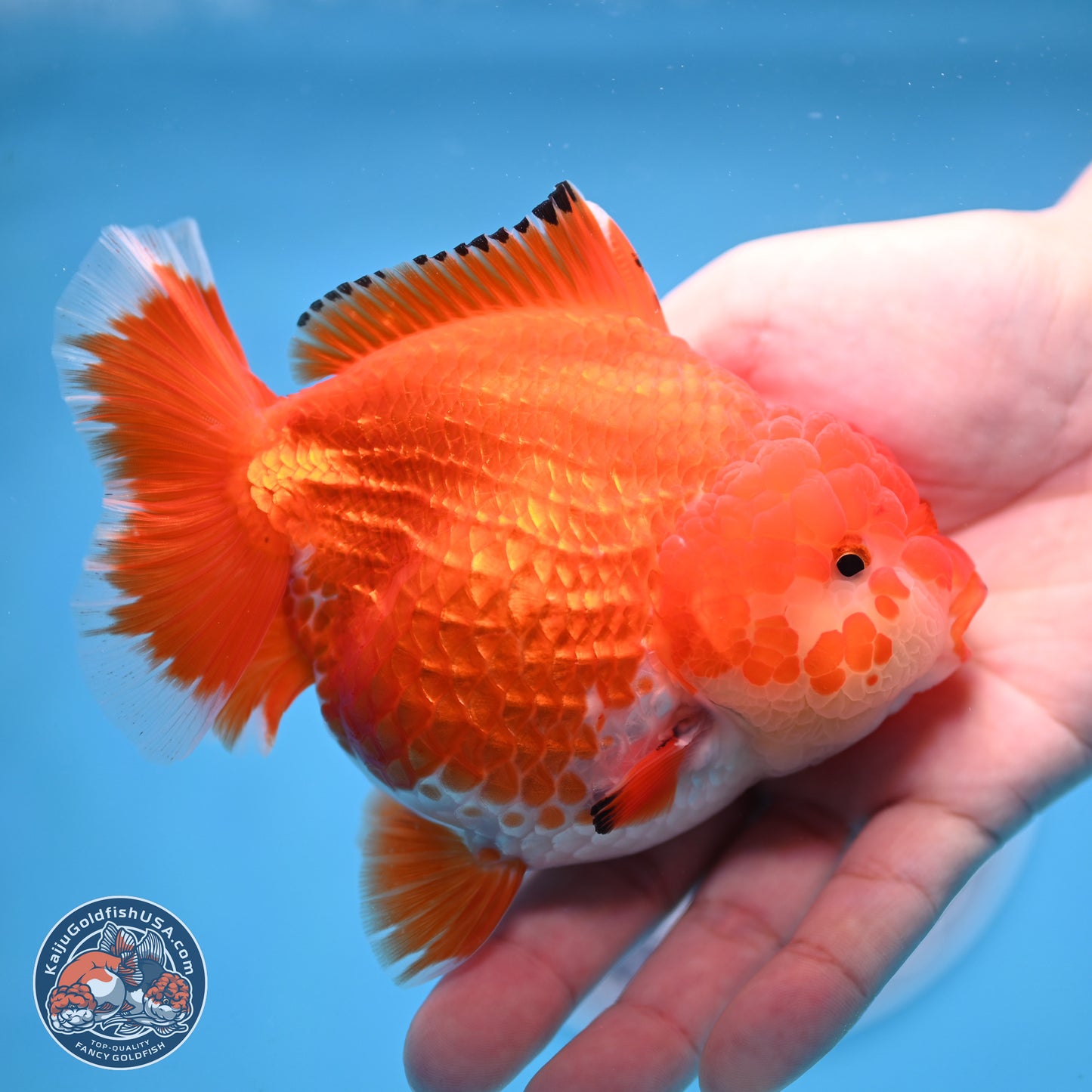 Red White YuanBao Oranda 4 inches Body - Female (250207_OR23)