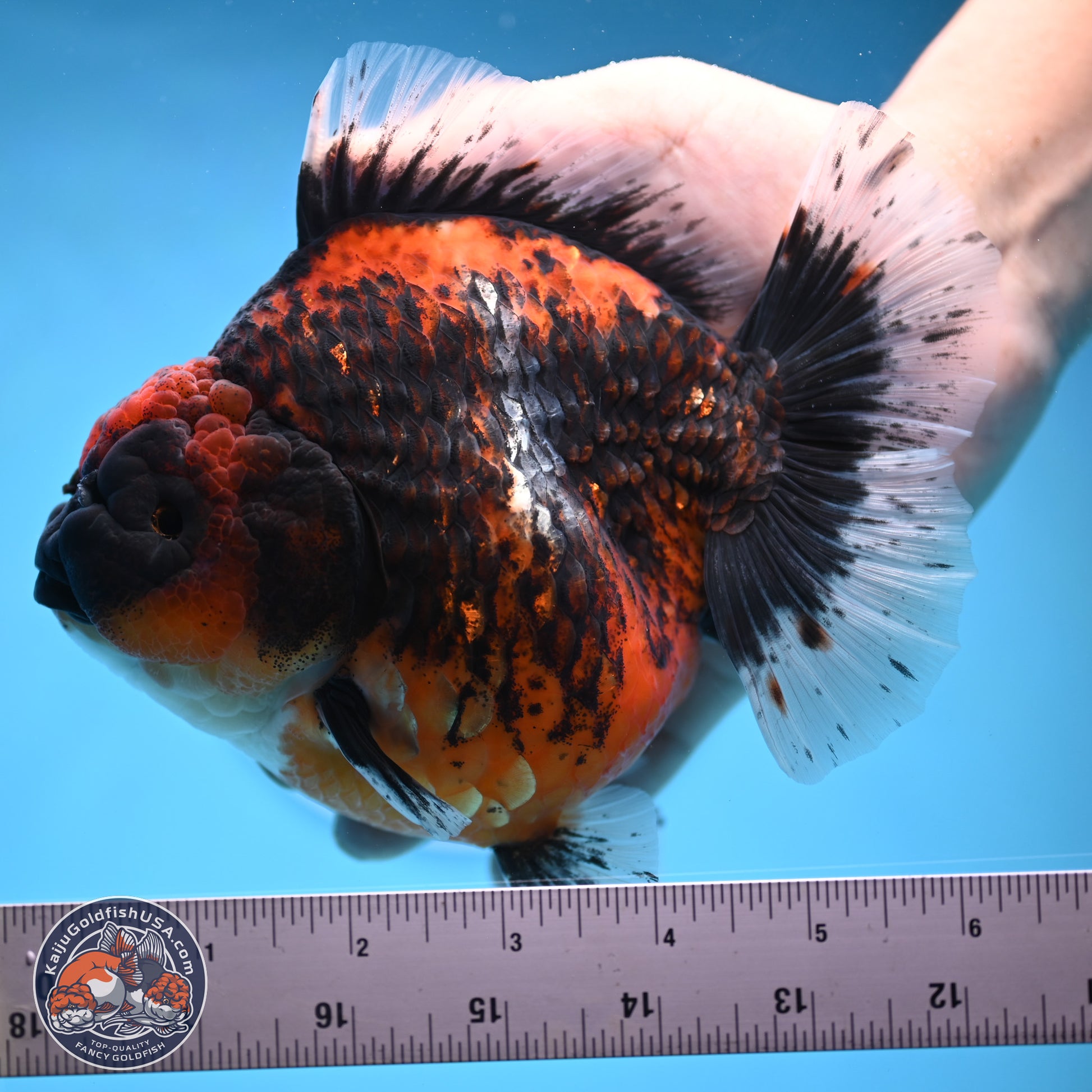 Jumbo Shogun Godzilla Oranda 5 inches Body - Female (241122_OR23) - Kaiju Goldfish USA