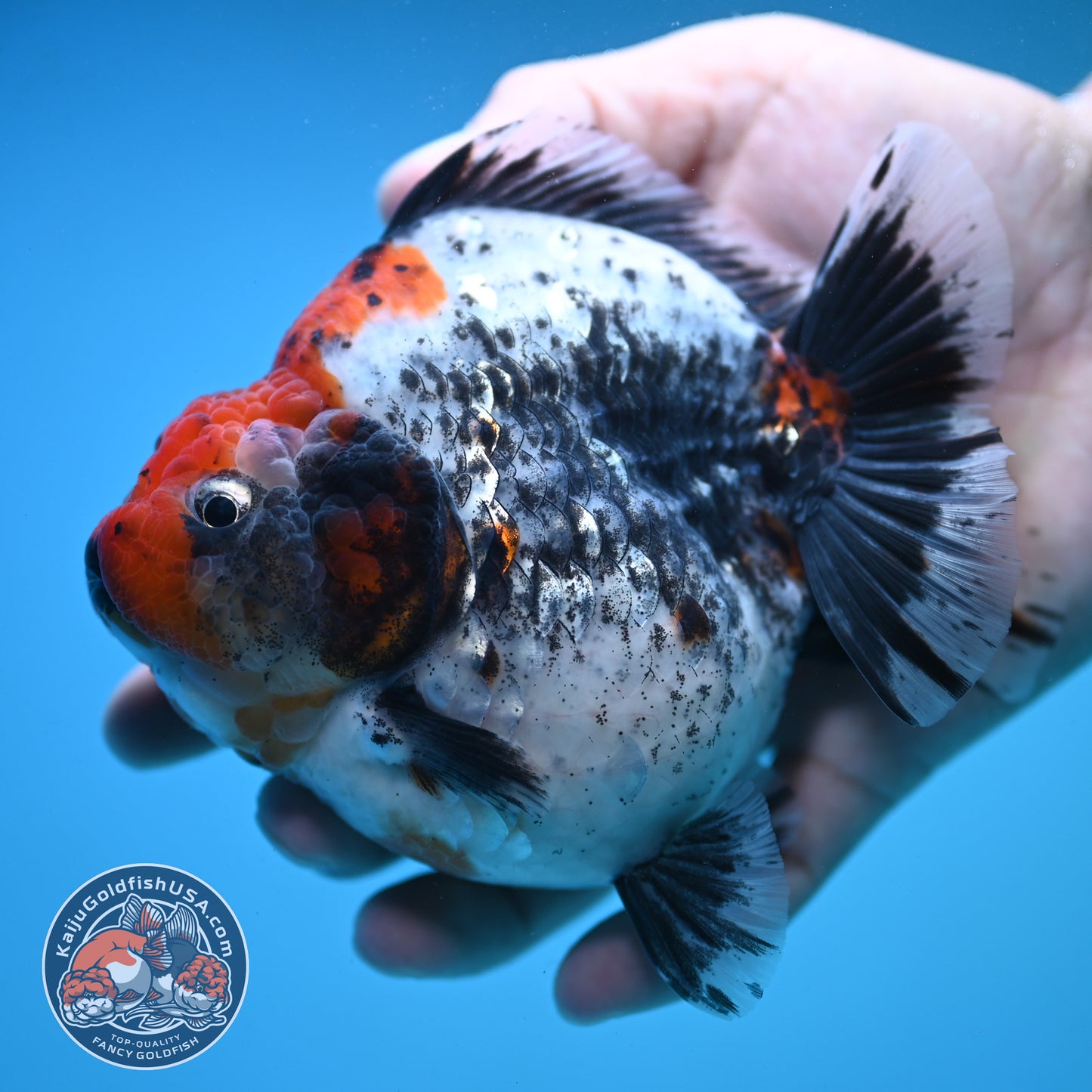 Jumbo Shogun Godzilla Oranda 4 inch Body (250822_OR23)