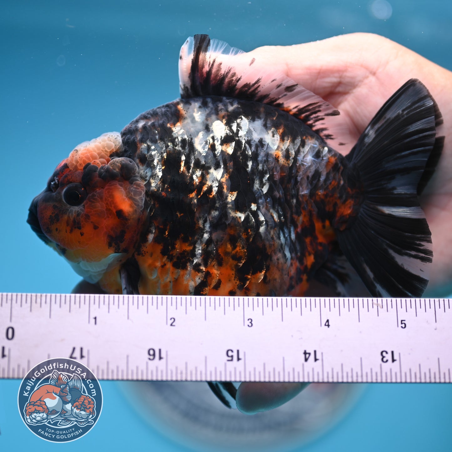 Shogun Heavy Ink Blue Base Tiger Oranda 4.2 inches Body (250530_OR23)