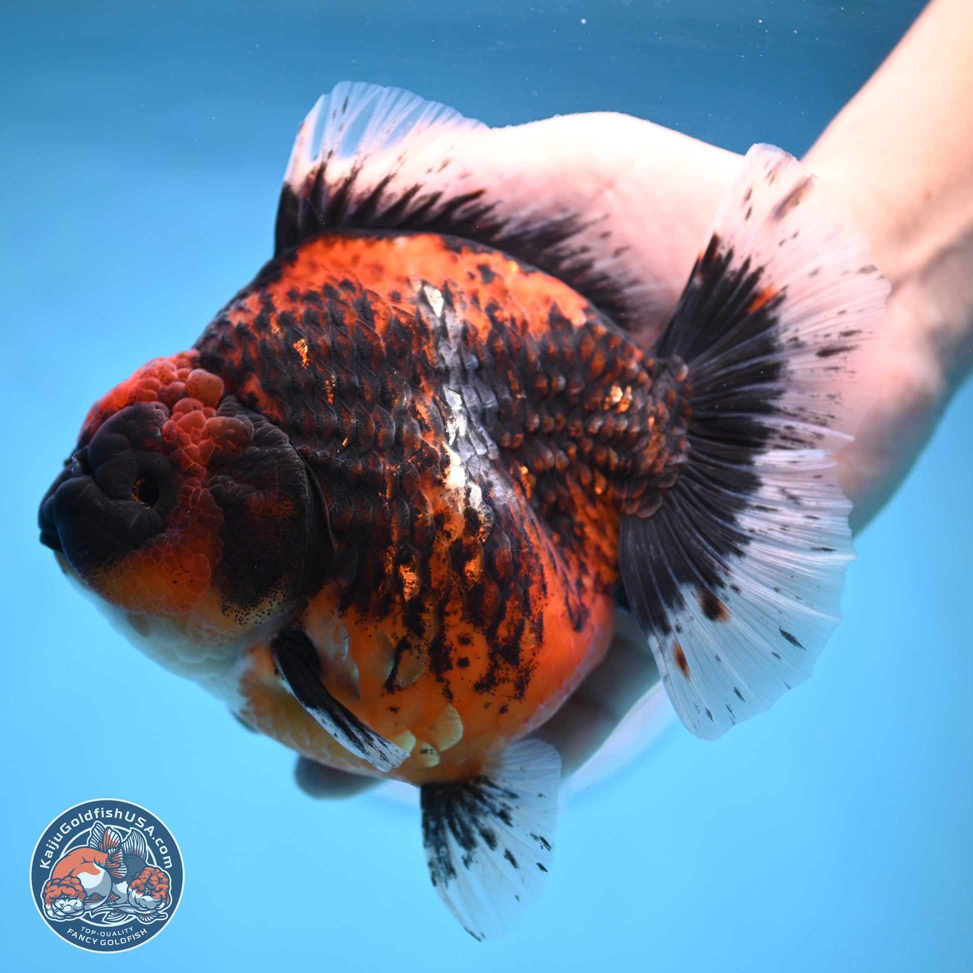 Jumbo Shogun Godzilla Oranda 5 inches Body - Female (241122_OR23) - Kaiju Goldfish USA